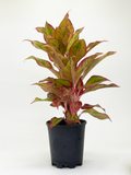Aglaonema Siam Aurora