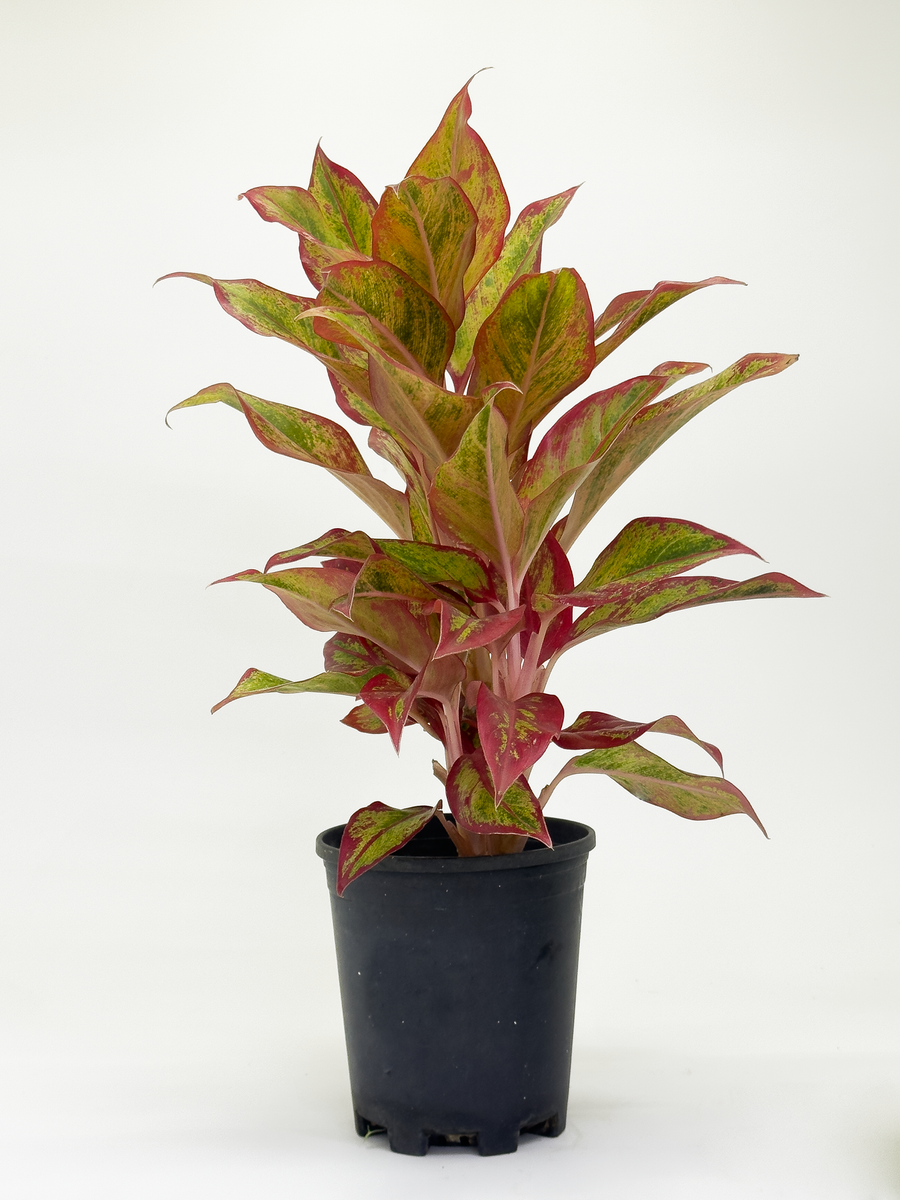 Aglaonema Siam Aurora