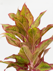 Aglaonema Siam Aurora