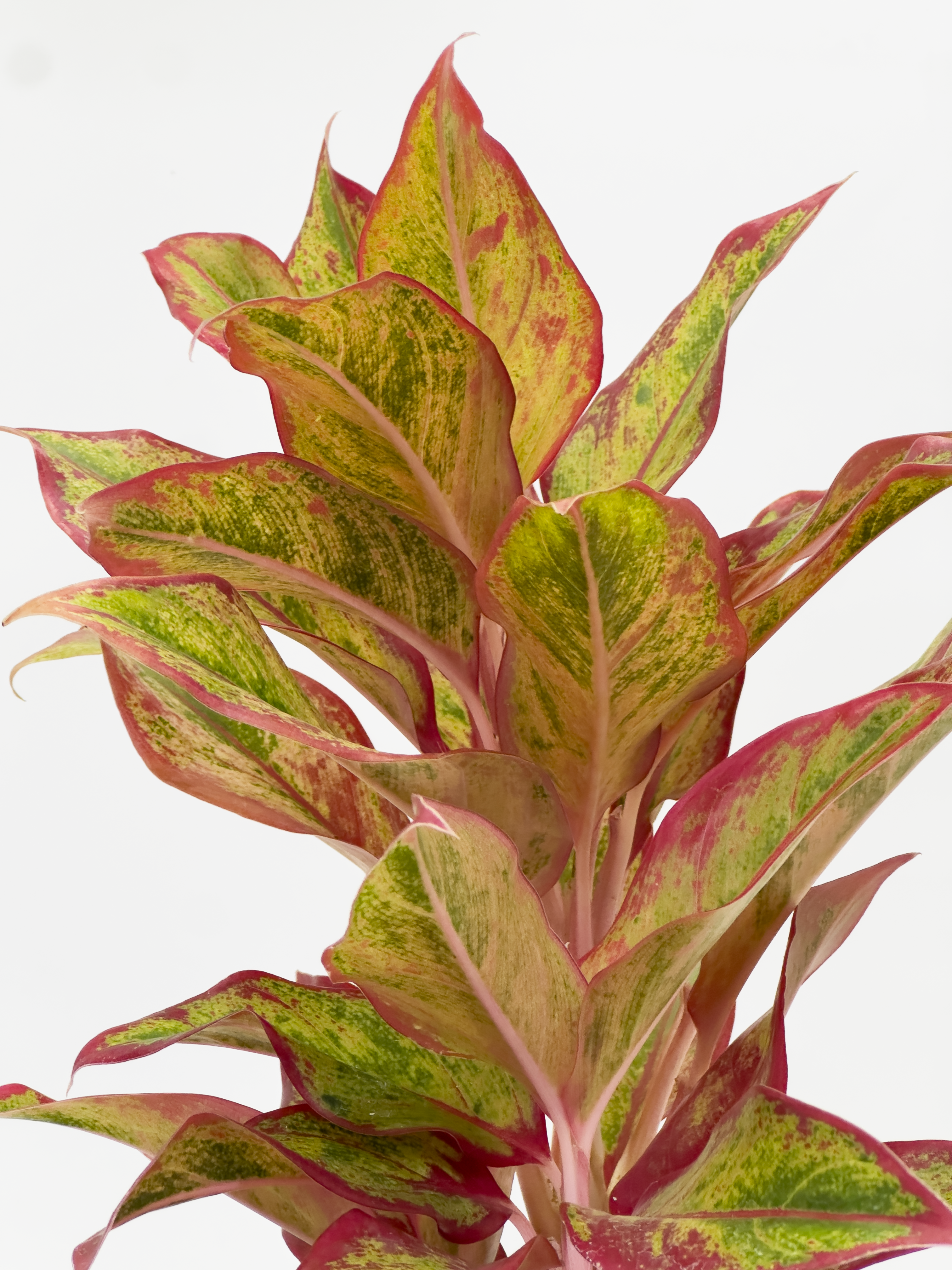 Aglaonema Siam Aurora