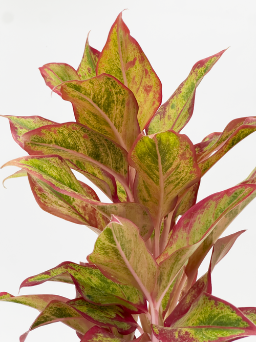Aglaonema Siam Aurora