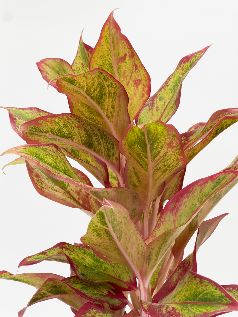 Aglaonema Siam Aurora