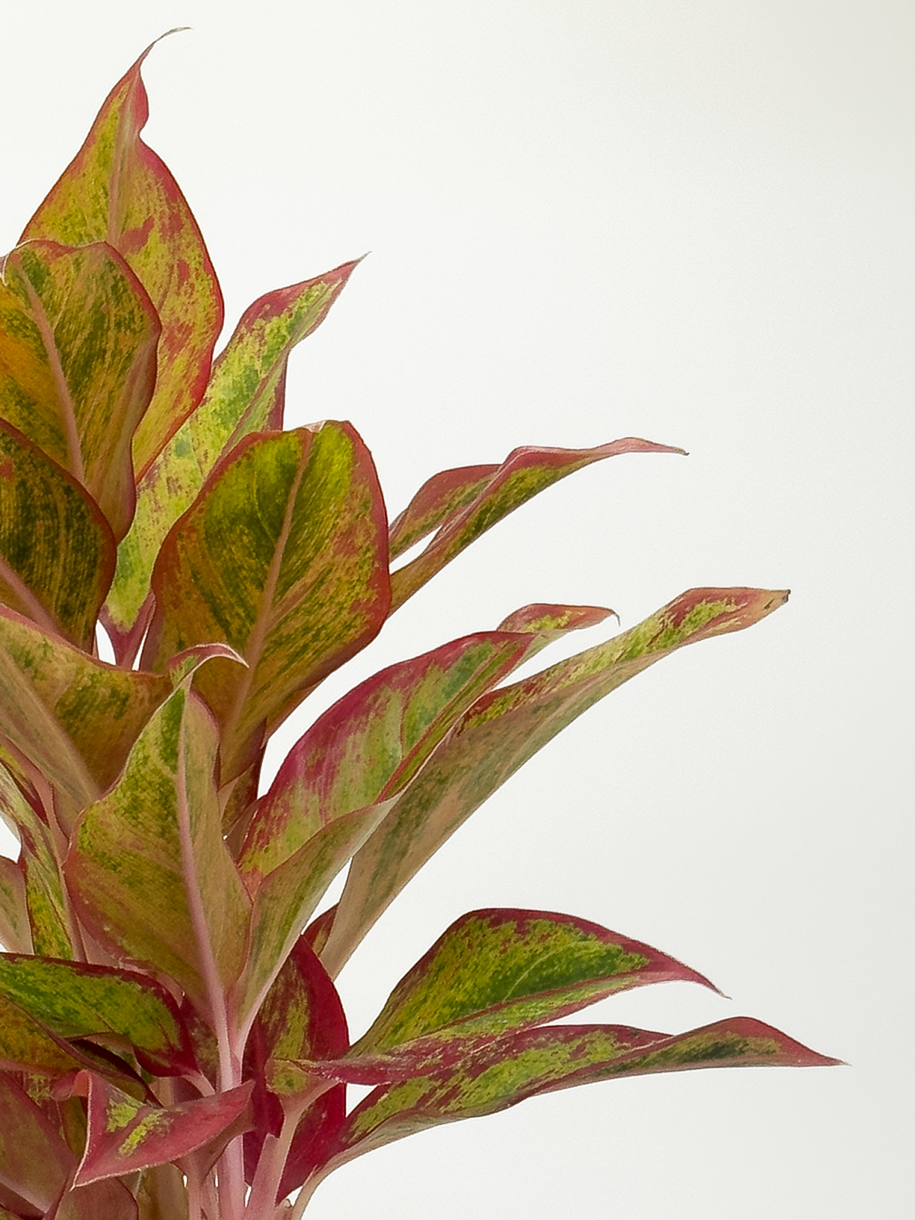 Aglaonema Siam Aurora