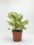 Aglaonema Snow White
