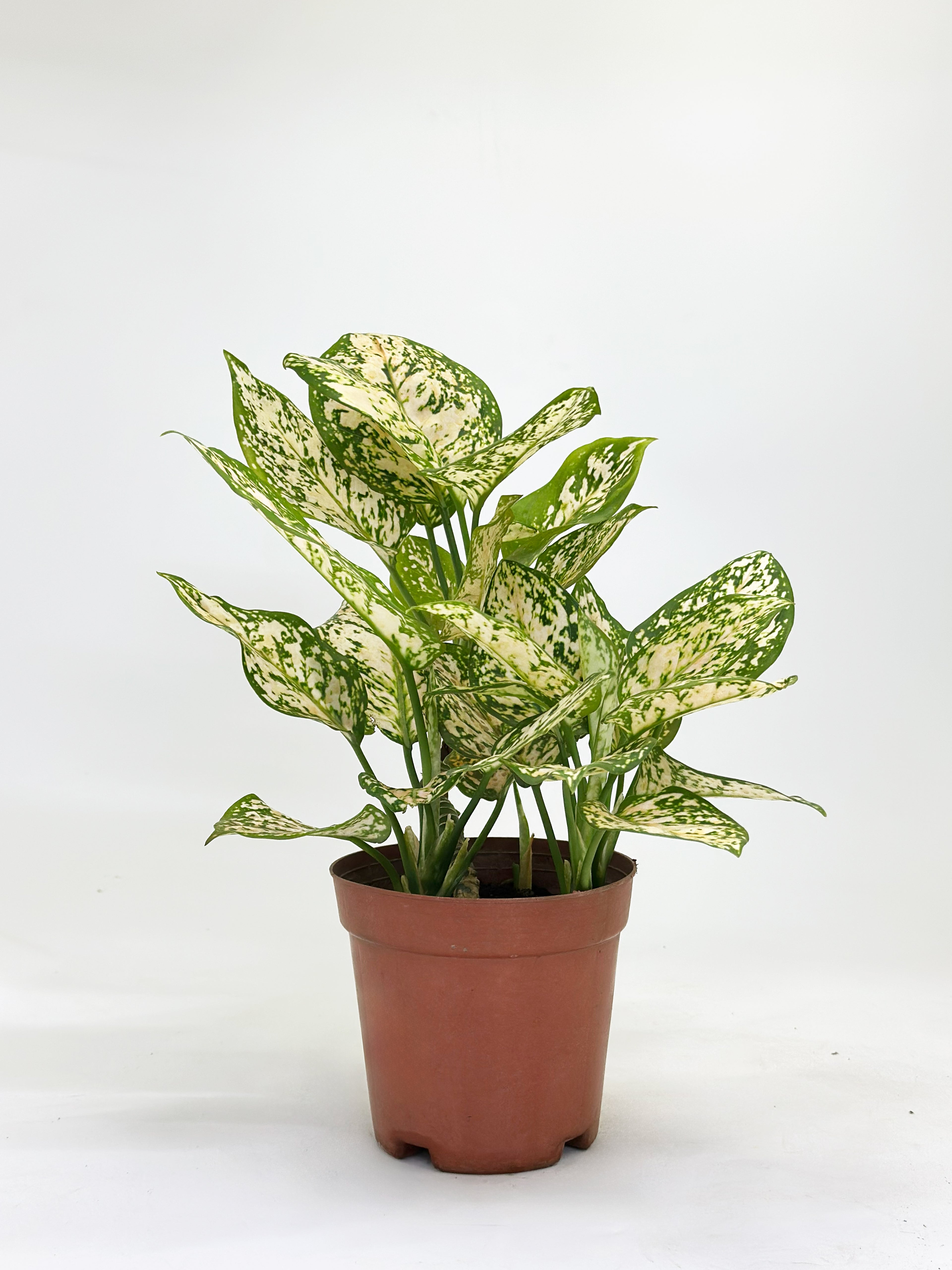 Aglaonema Snow White