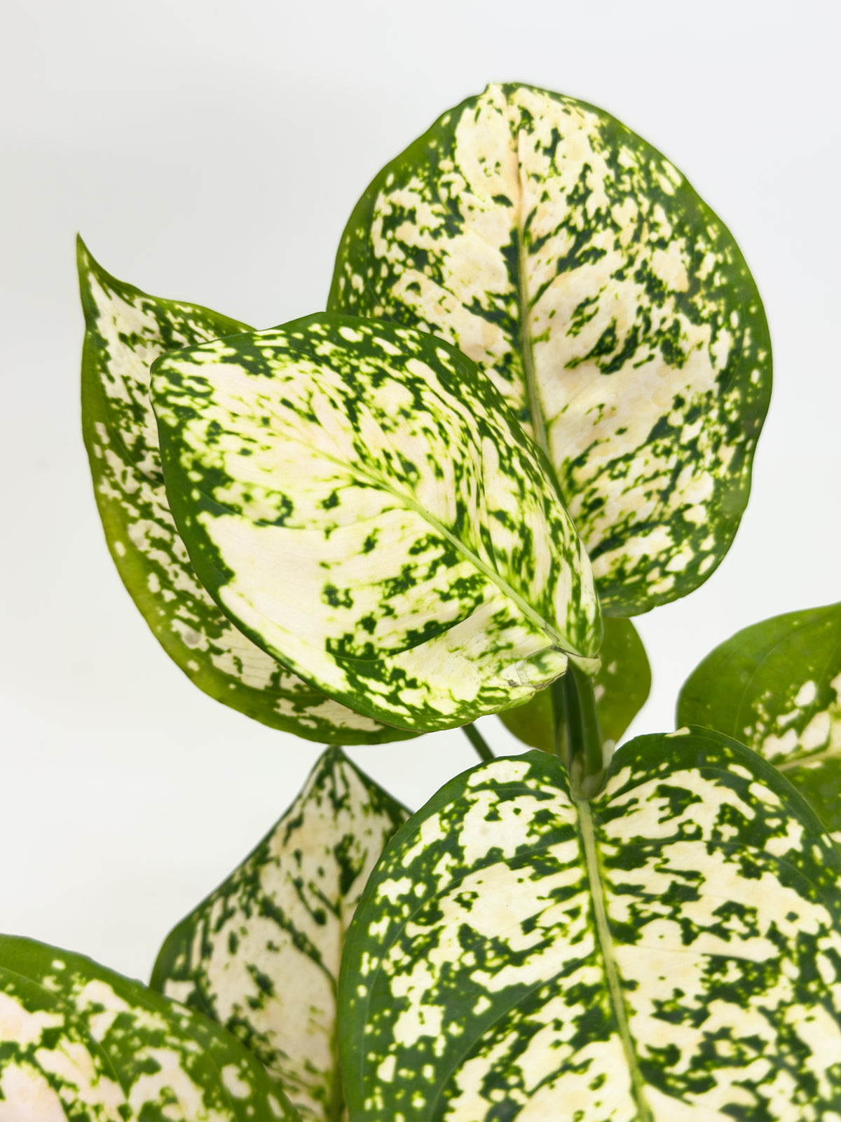 Aglaonema Snow White
