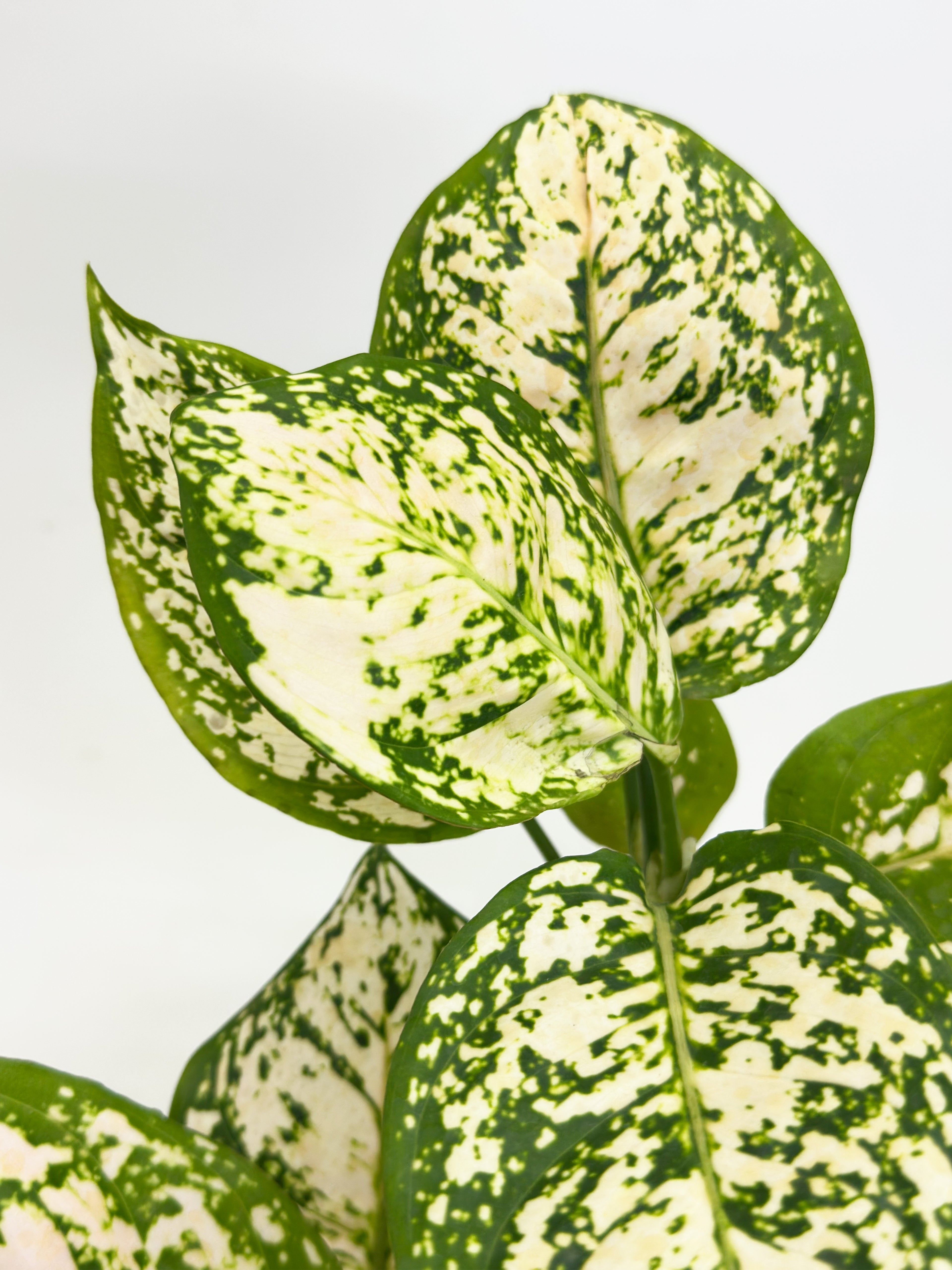 Aglaonema Snow White