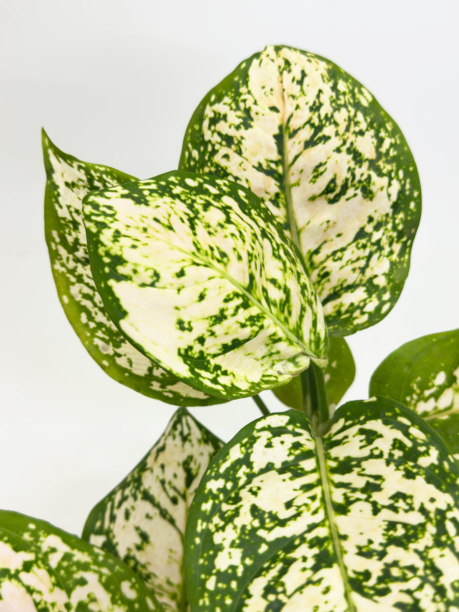 Aglaonema Snow White