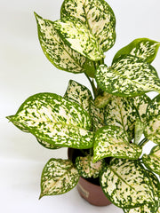 Aglaonema Snow White