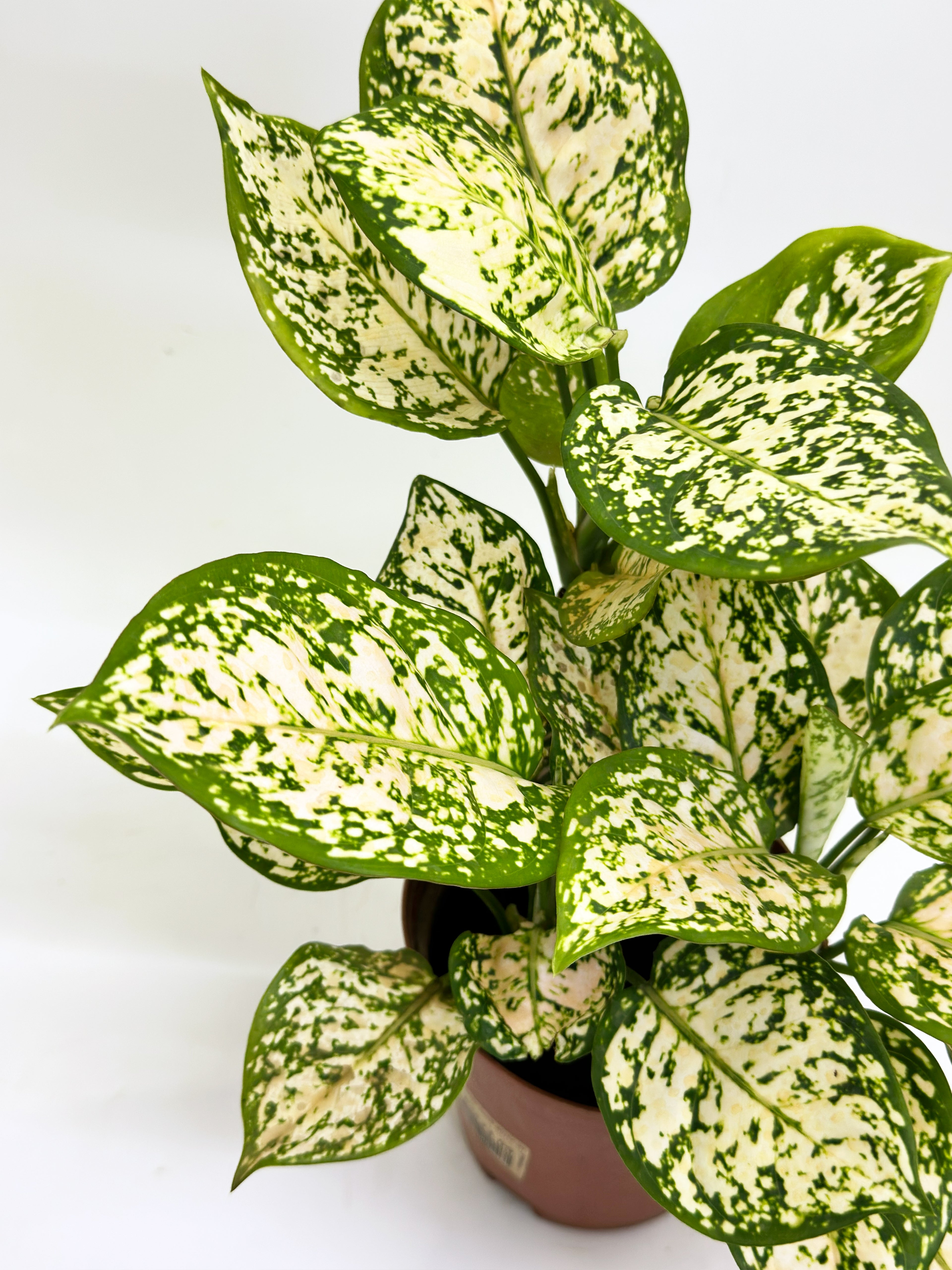 Aglaonema Snow White