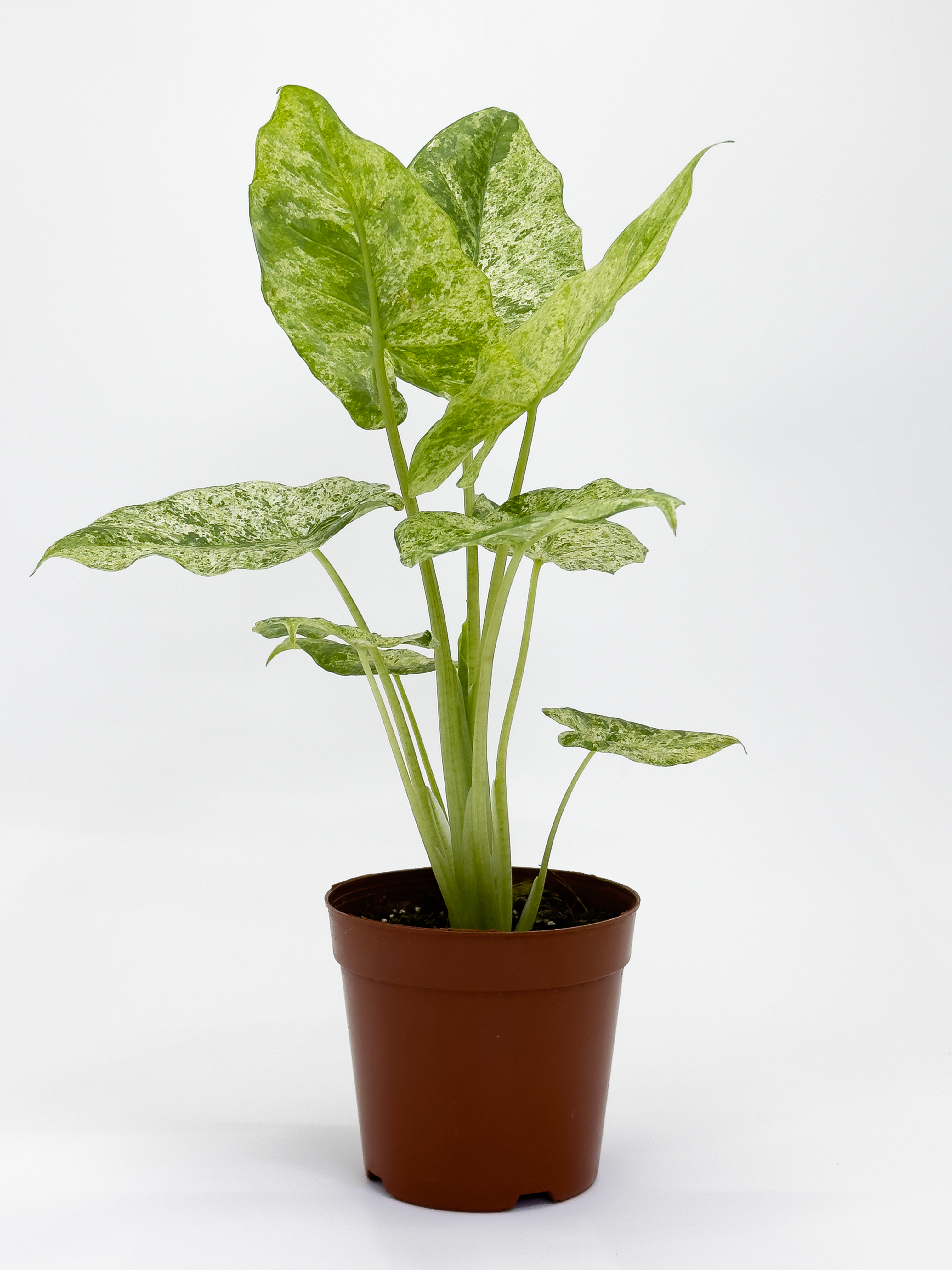Aglaonema Star Shining Red
