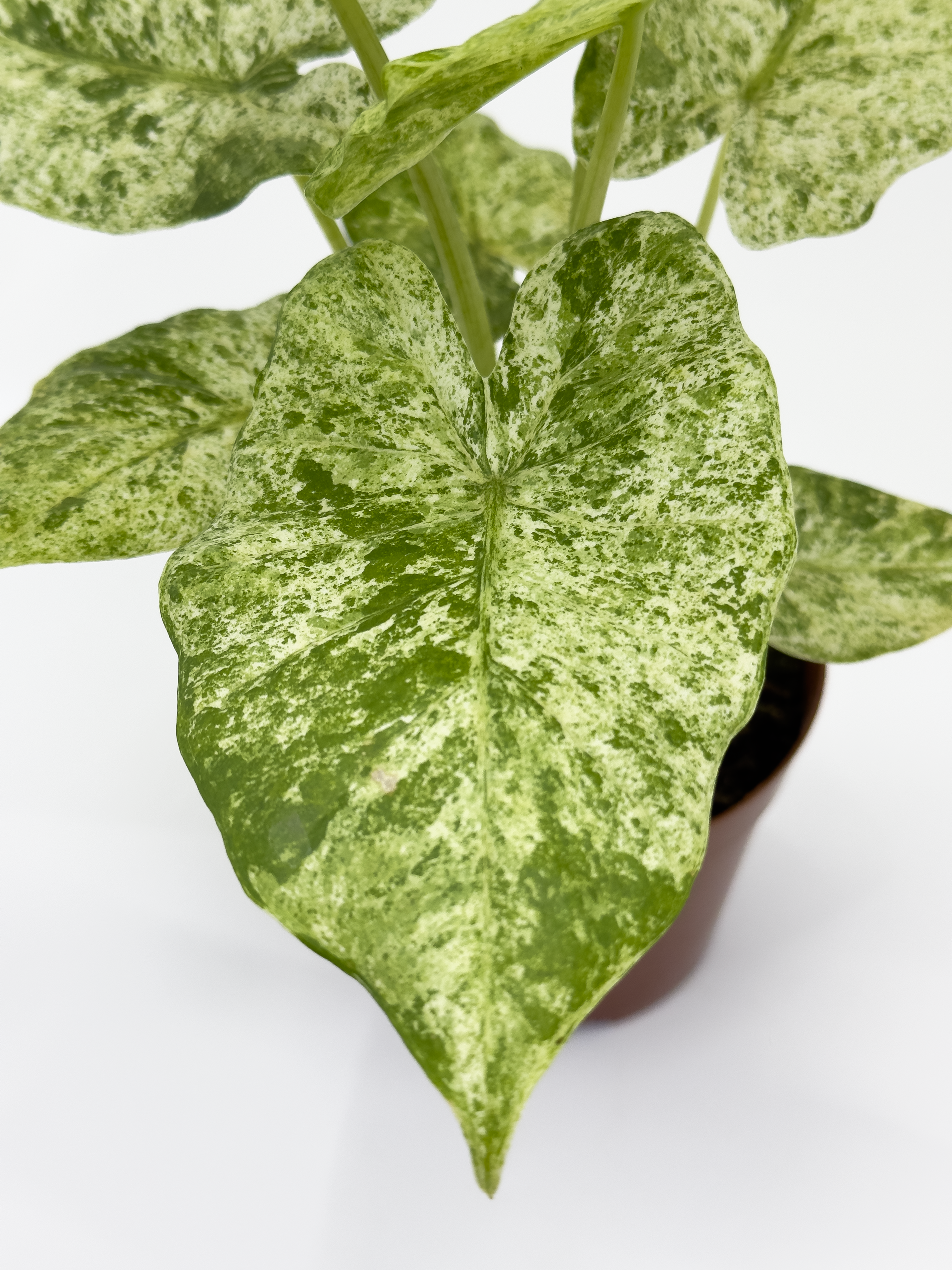 Aglaonema Star Shining Red
