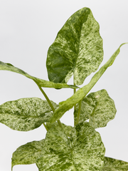 Aglaonema Star Shining Red