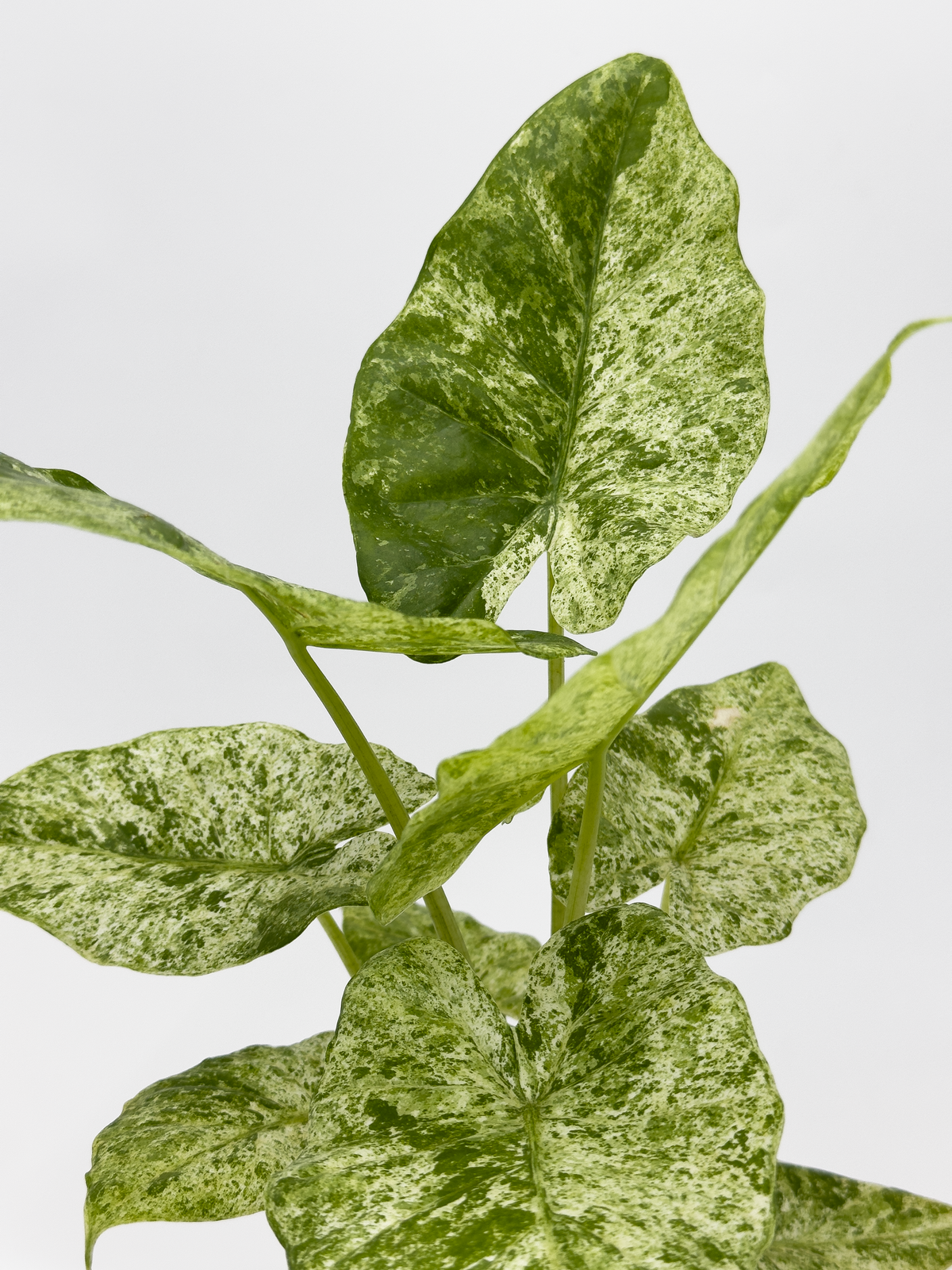 Aglaonema Star Shining Red