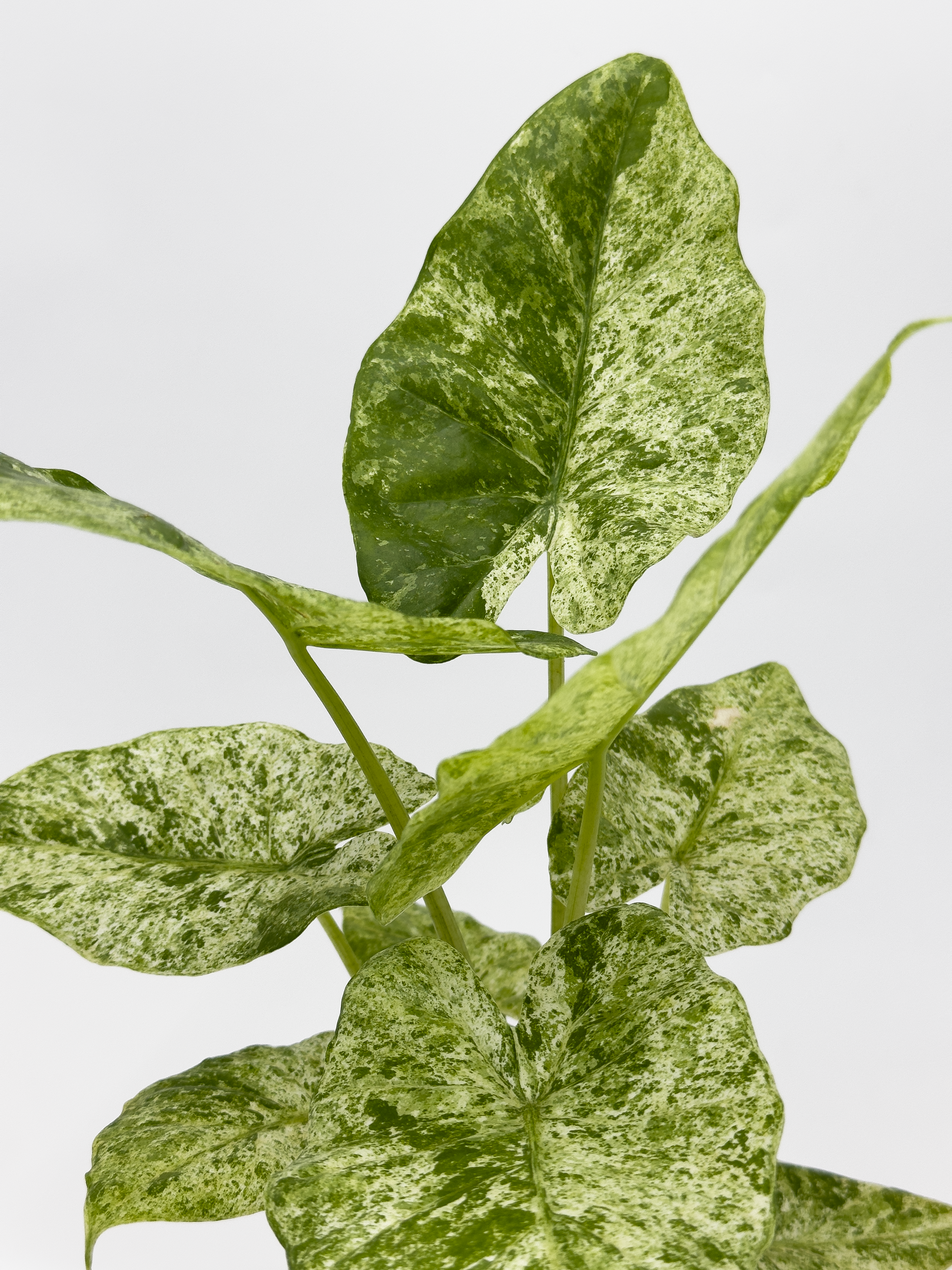 Aglaonema Star Shining Red