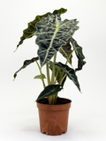 Alocasia Poly