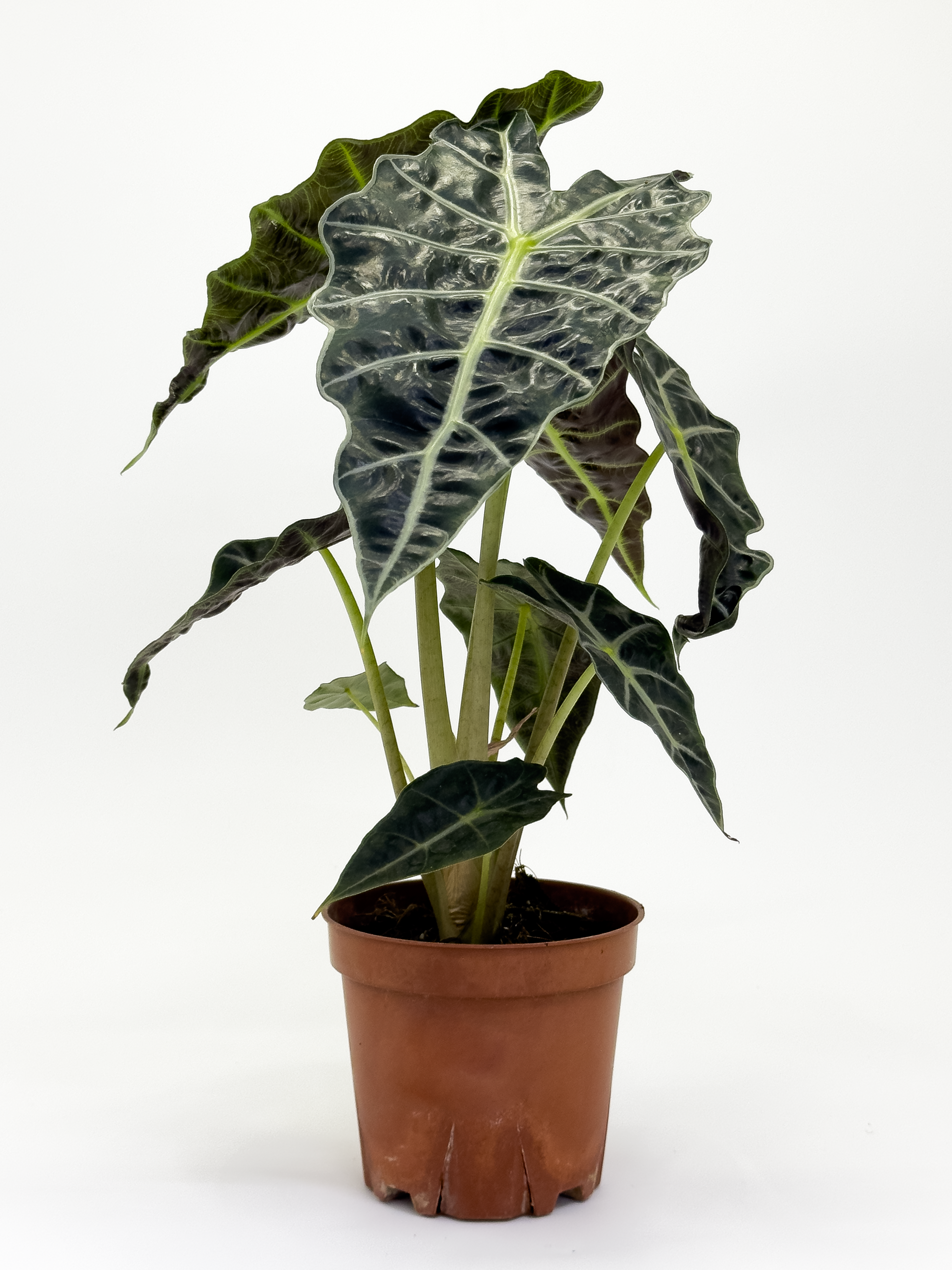 Alocasia Poly
