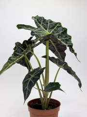 Alocasia Poly