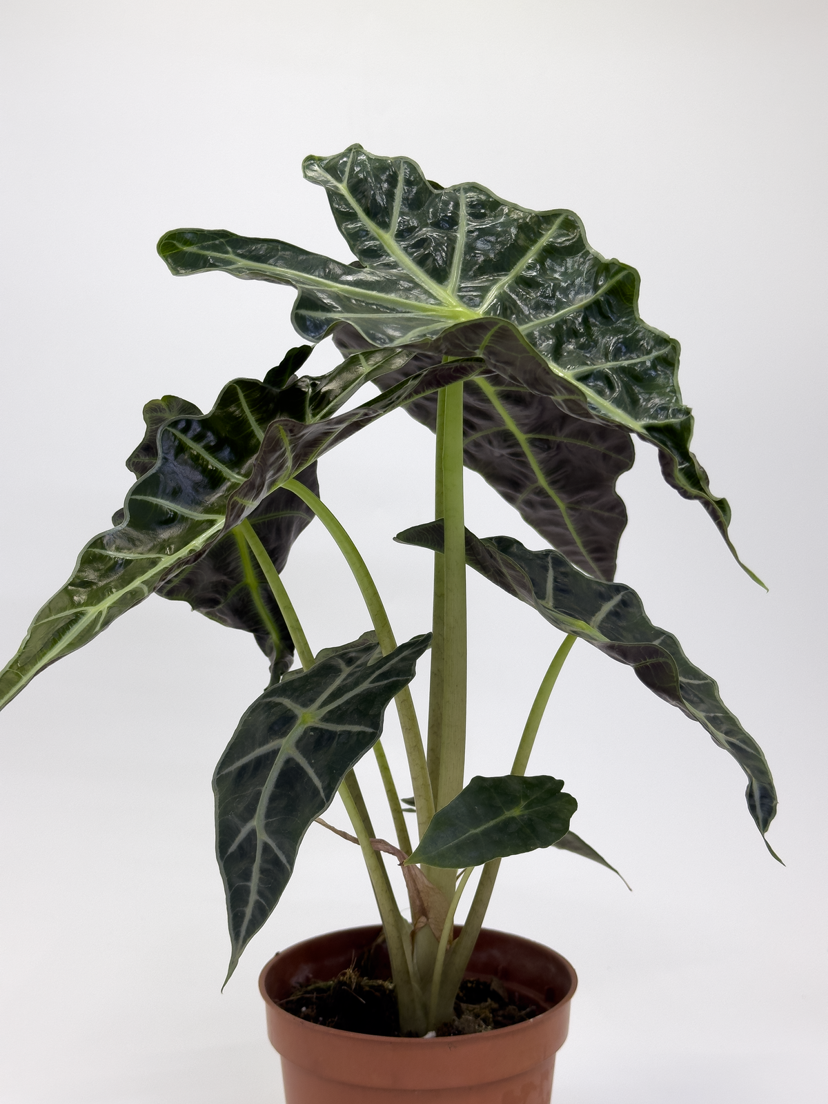Alocasia Poly