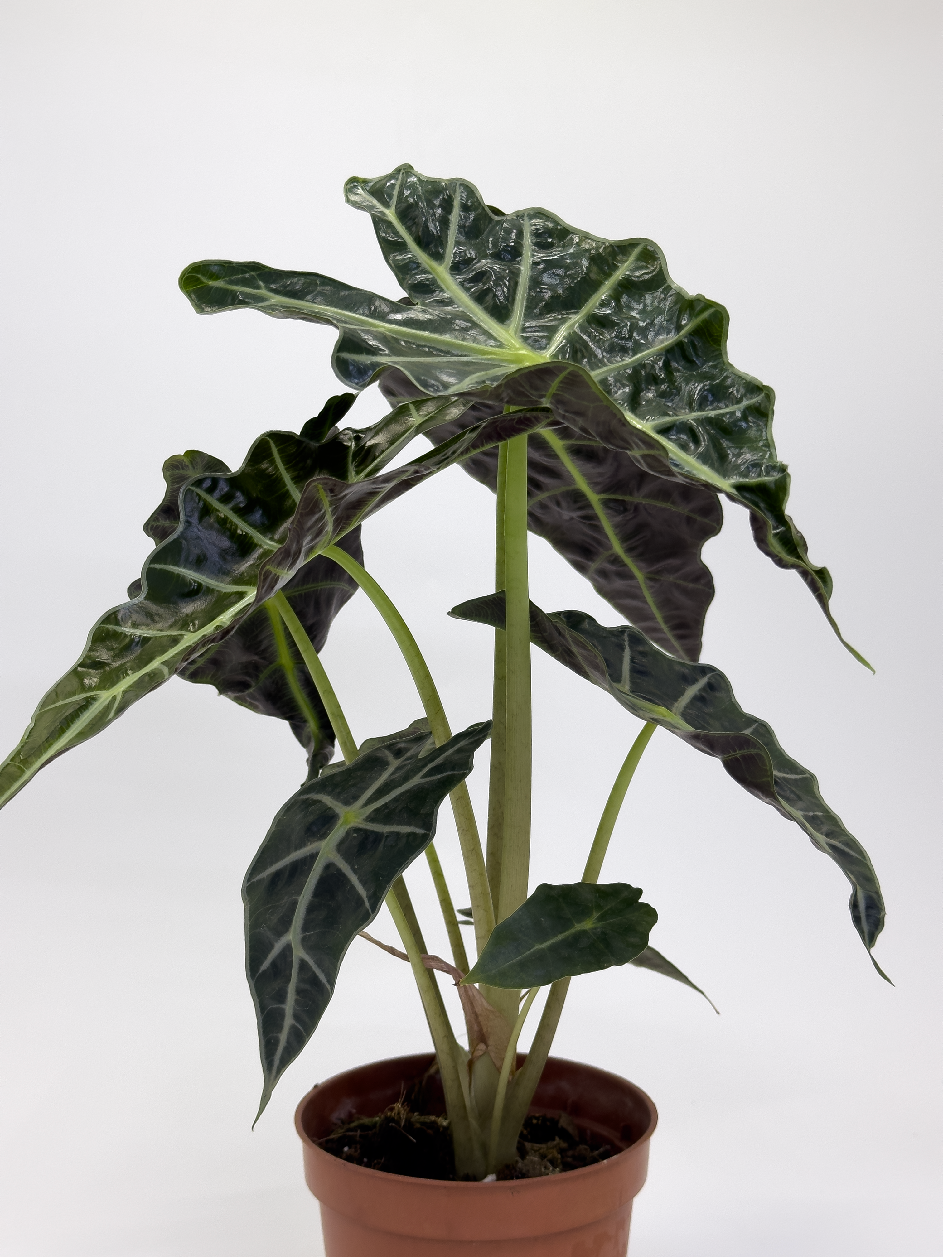 Alocasia Poly