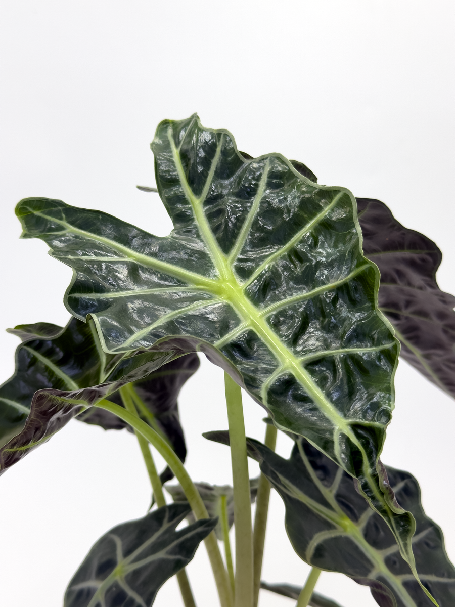 Alocasia Poly