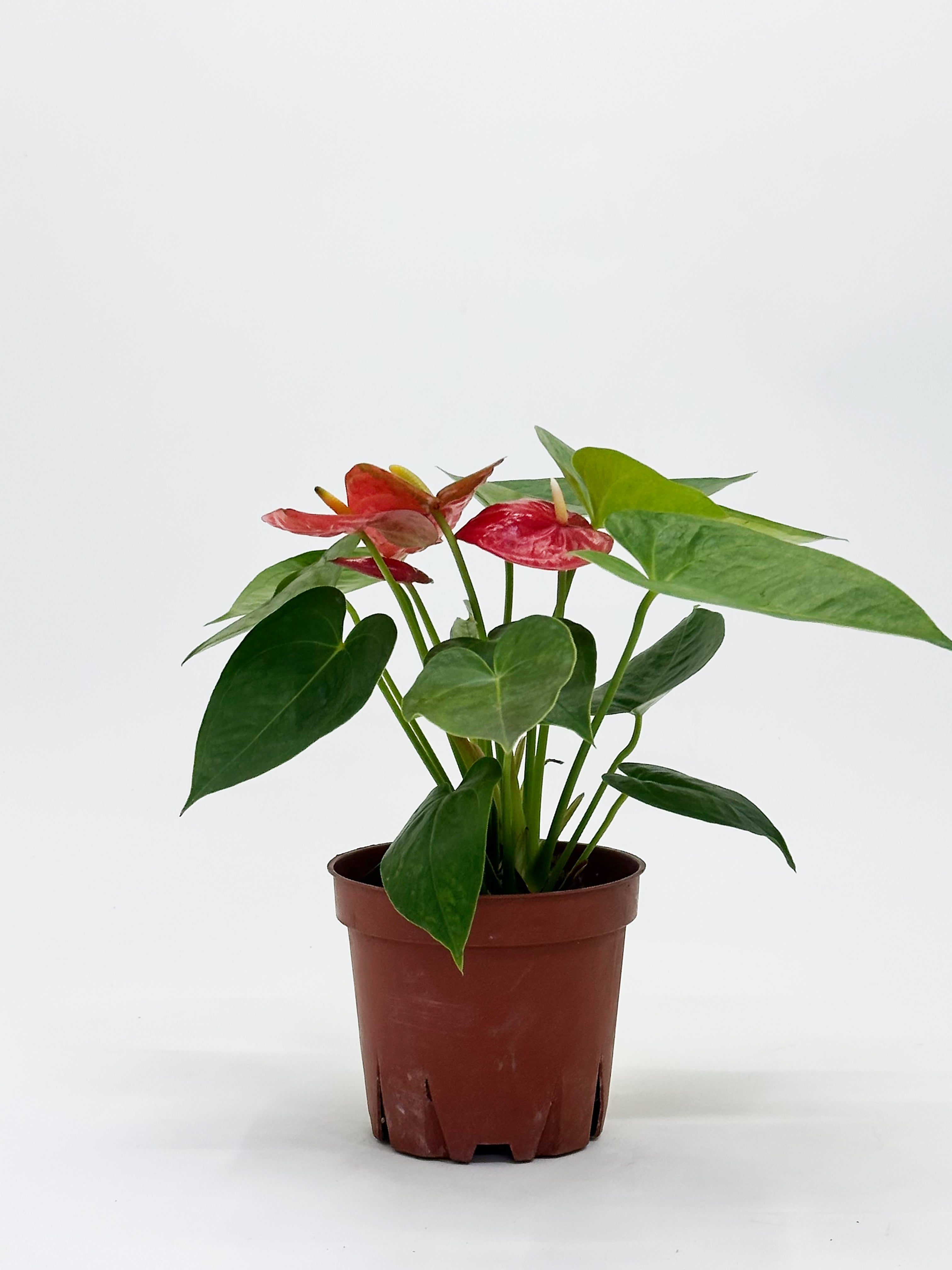 Anthurium Red