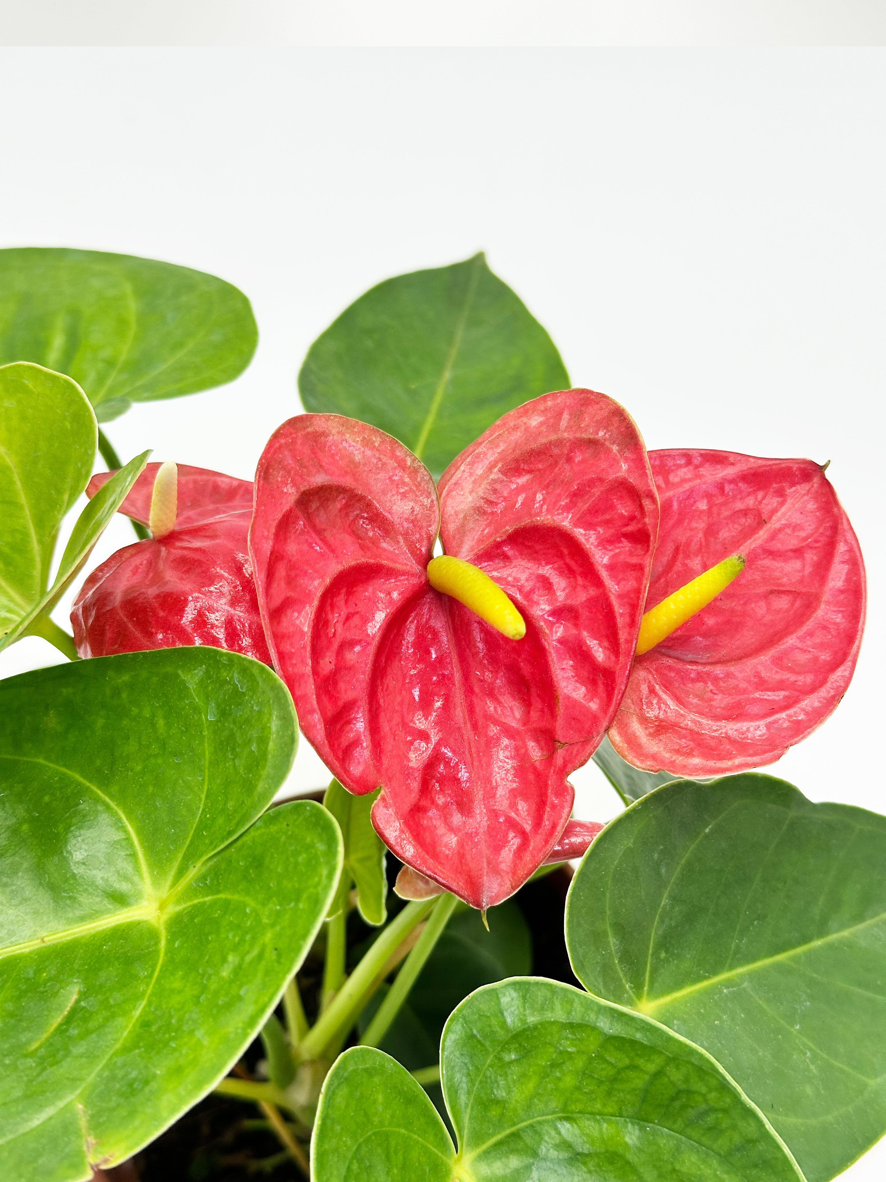 Anthurium Red