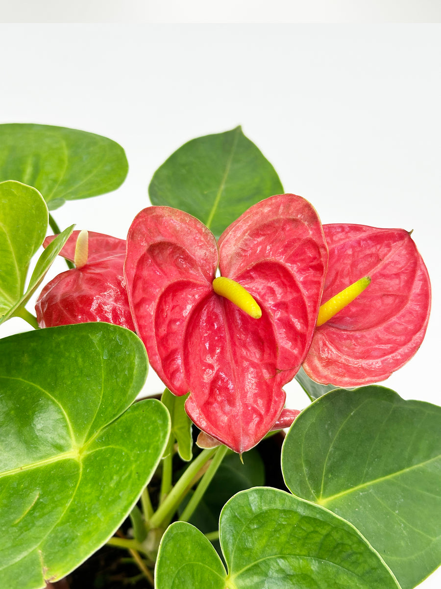 Anthurium Red