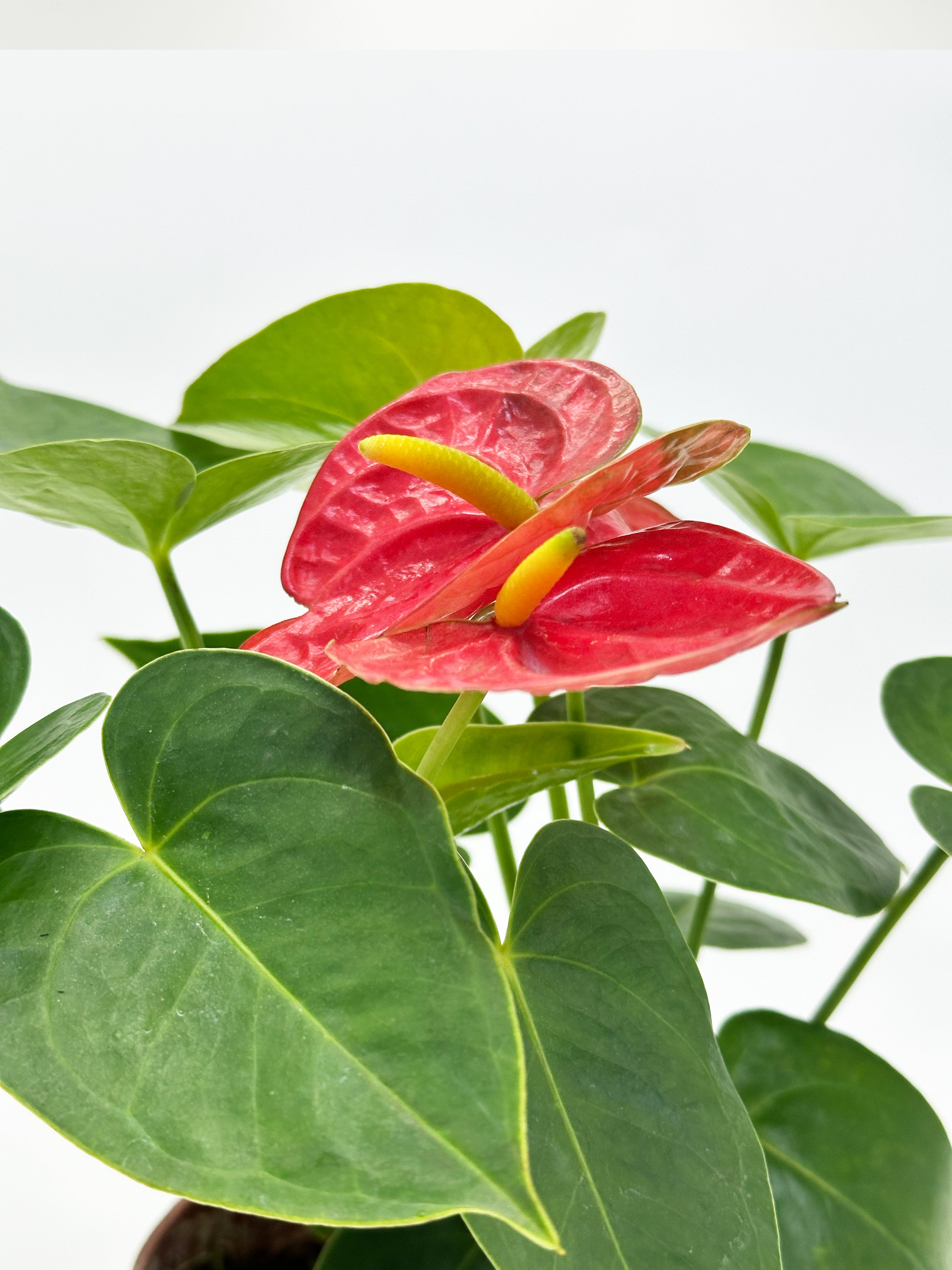 Anthurium Red
