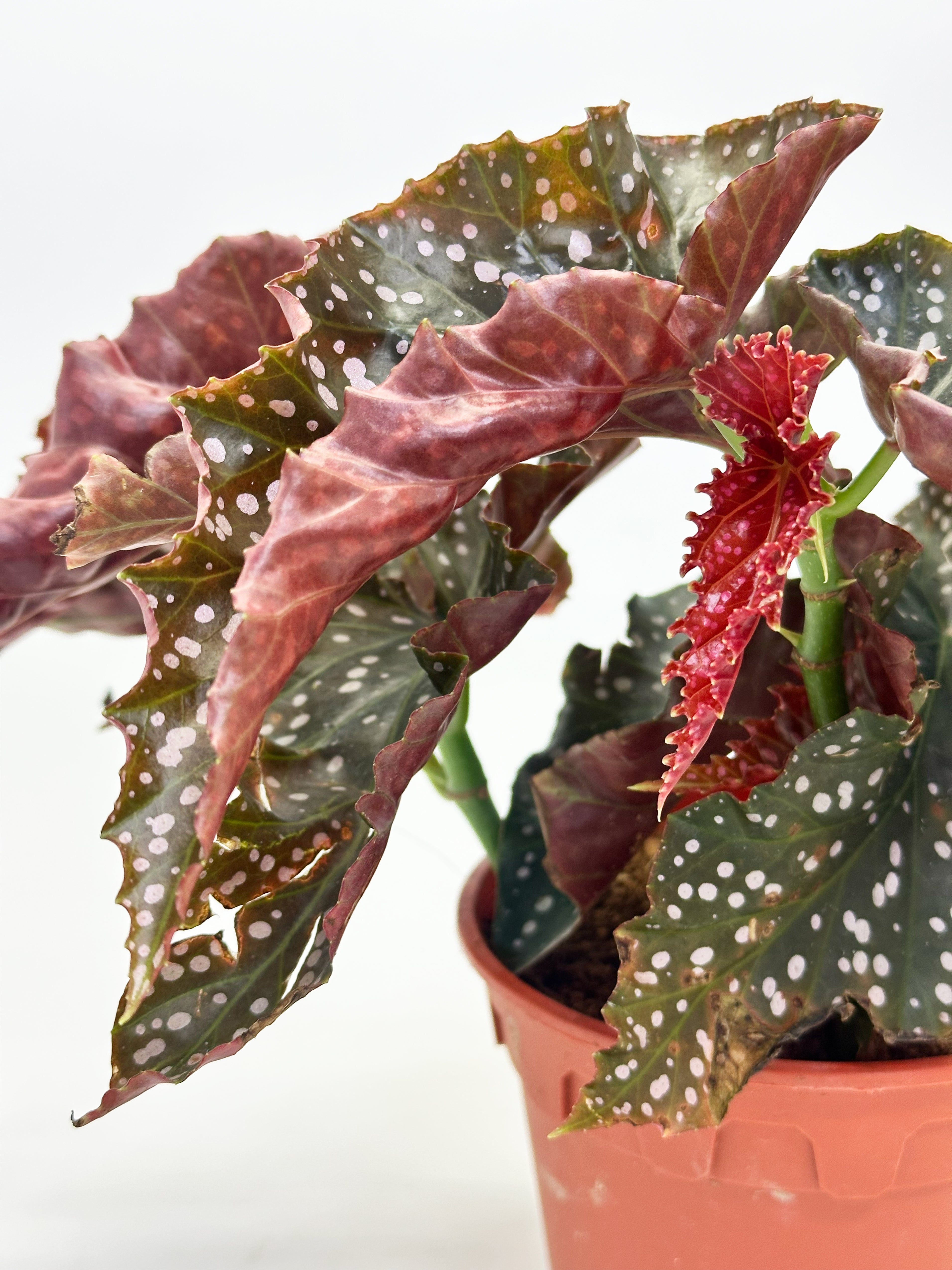 Begonia Maculata