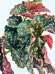 Begonia Maculata