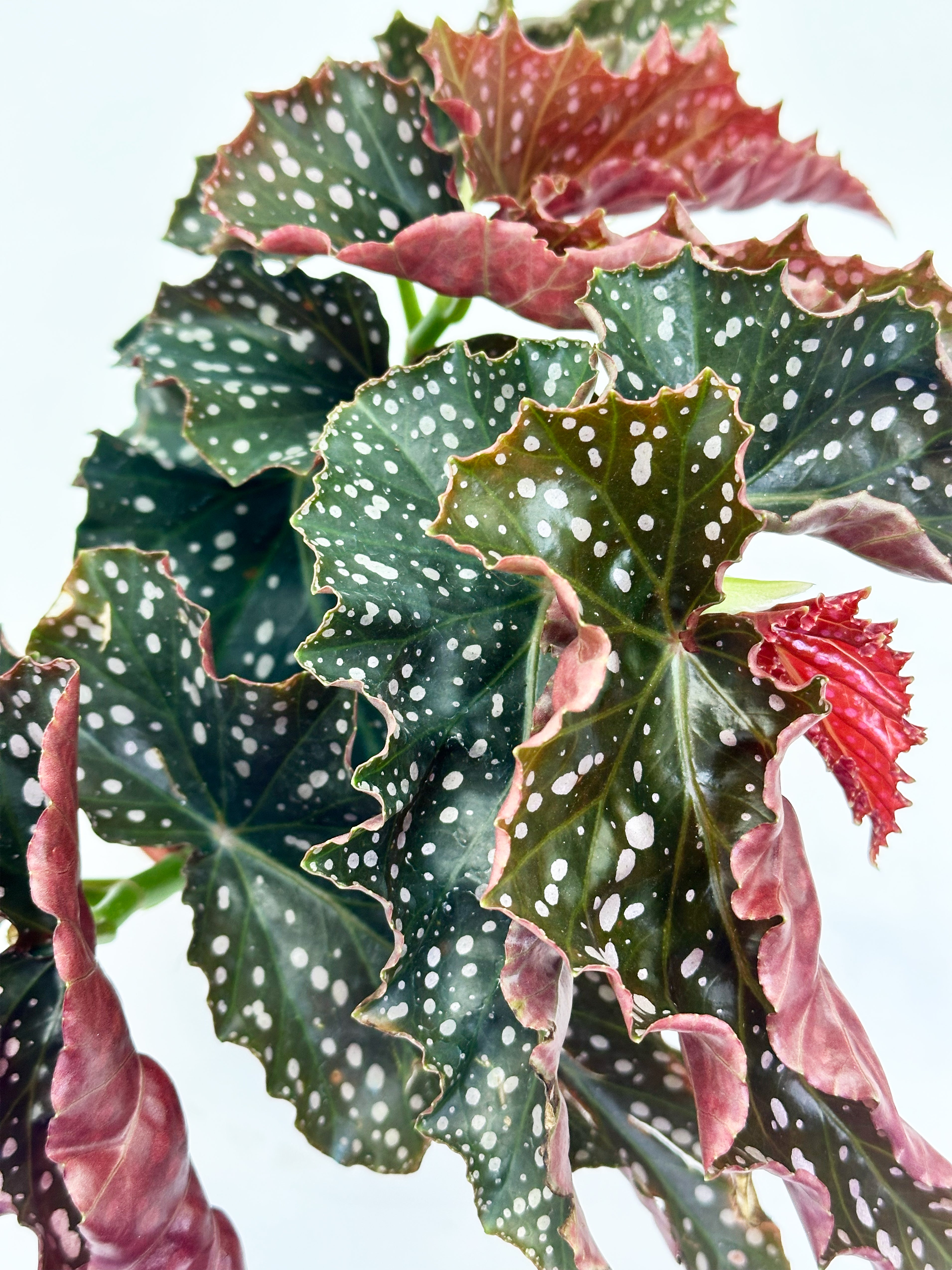 Begonia Maculata