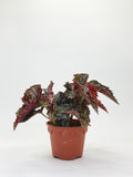 Begonia Maculata