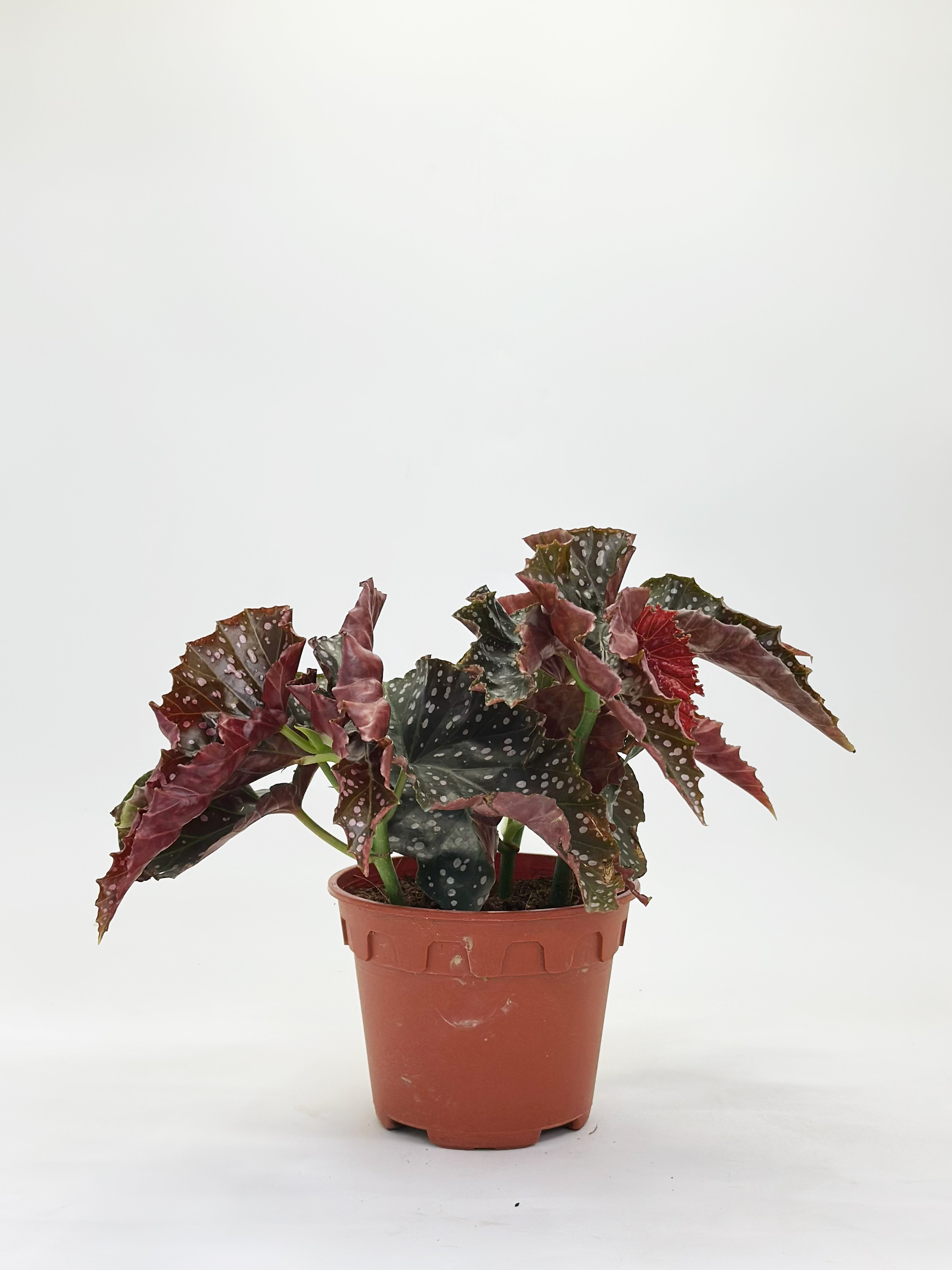 Begonia Maculata