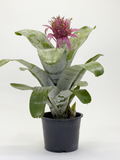 Bromeliad Pink
