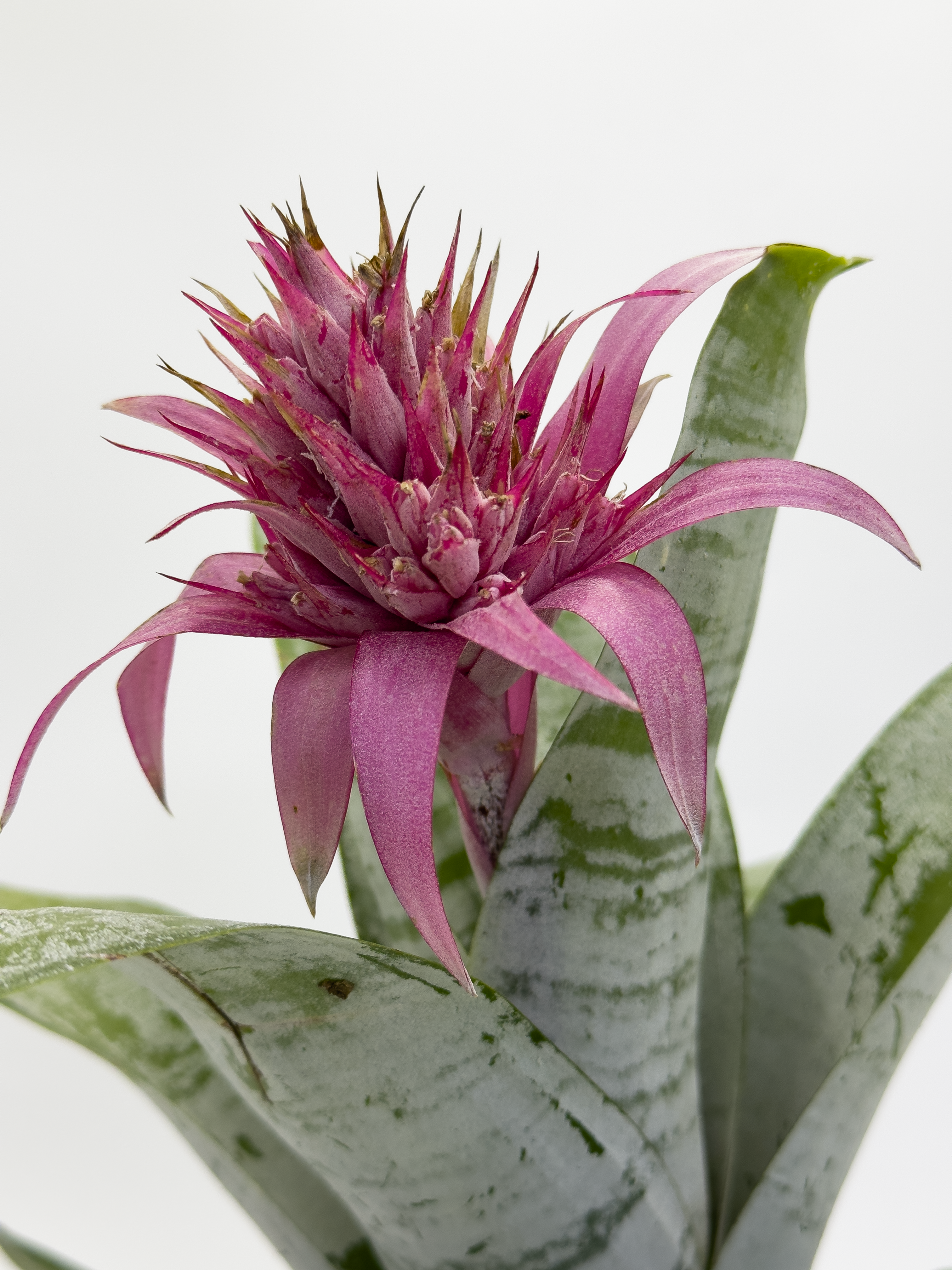 Bromeliad Pink