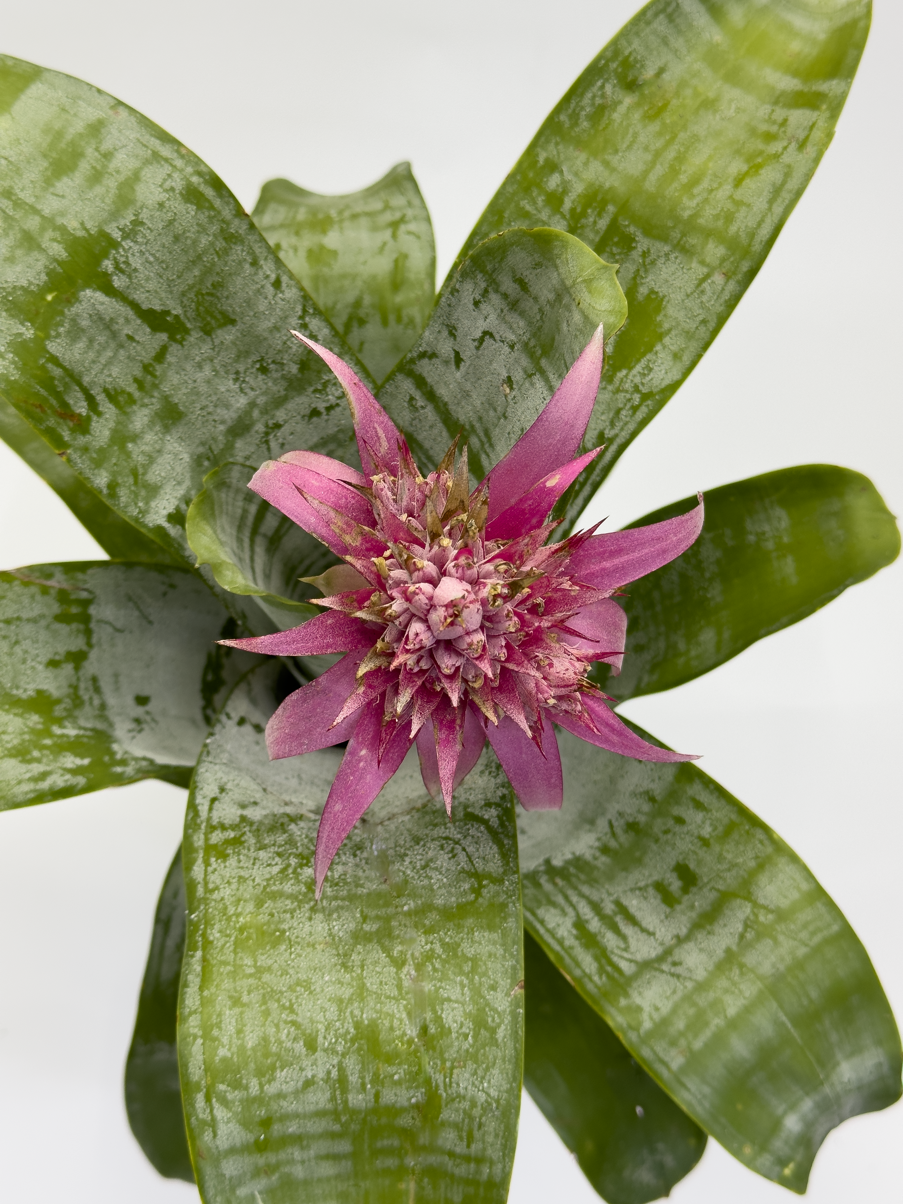 Bromeliad Pink