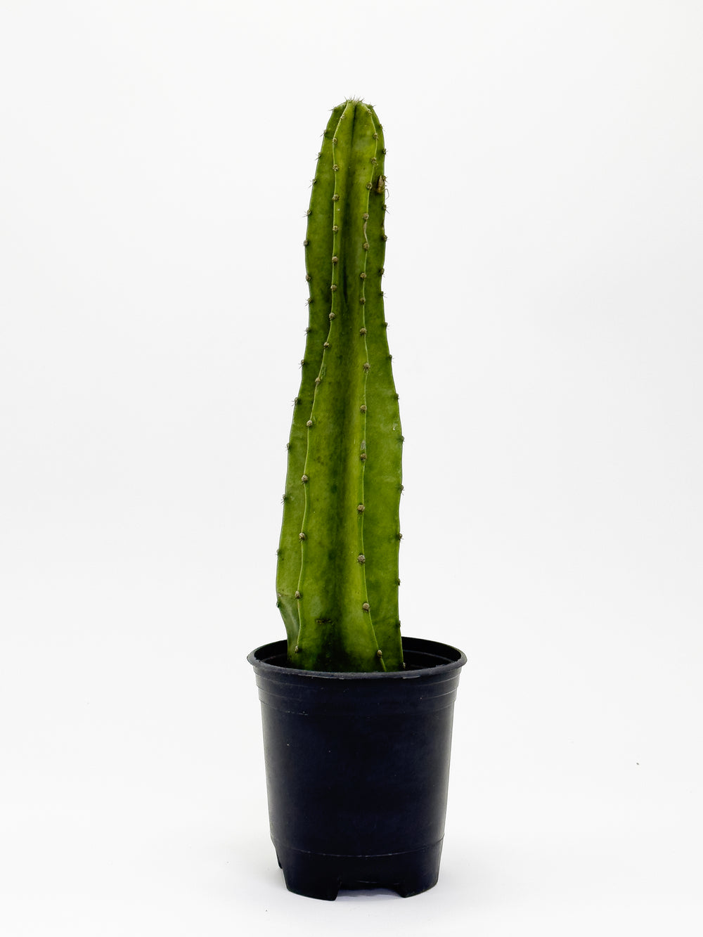 Cactus 1ft