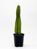 Cactus 1ft