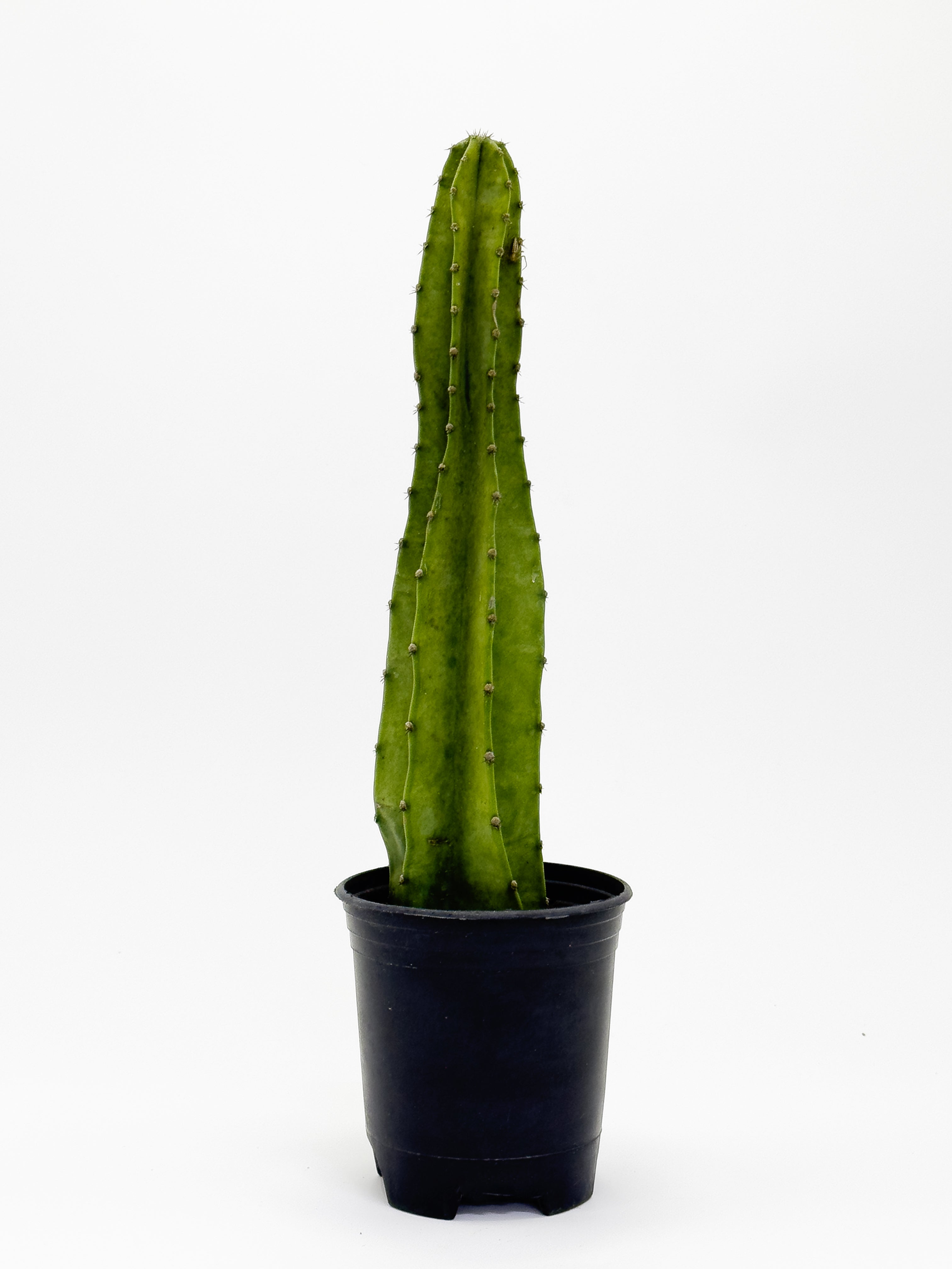 Cactus 1ft