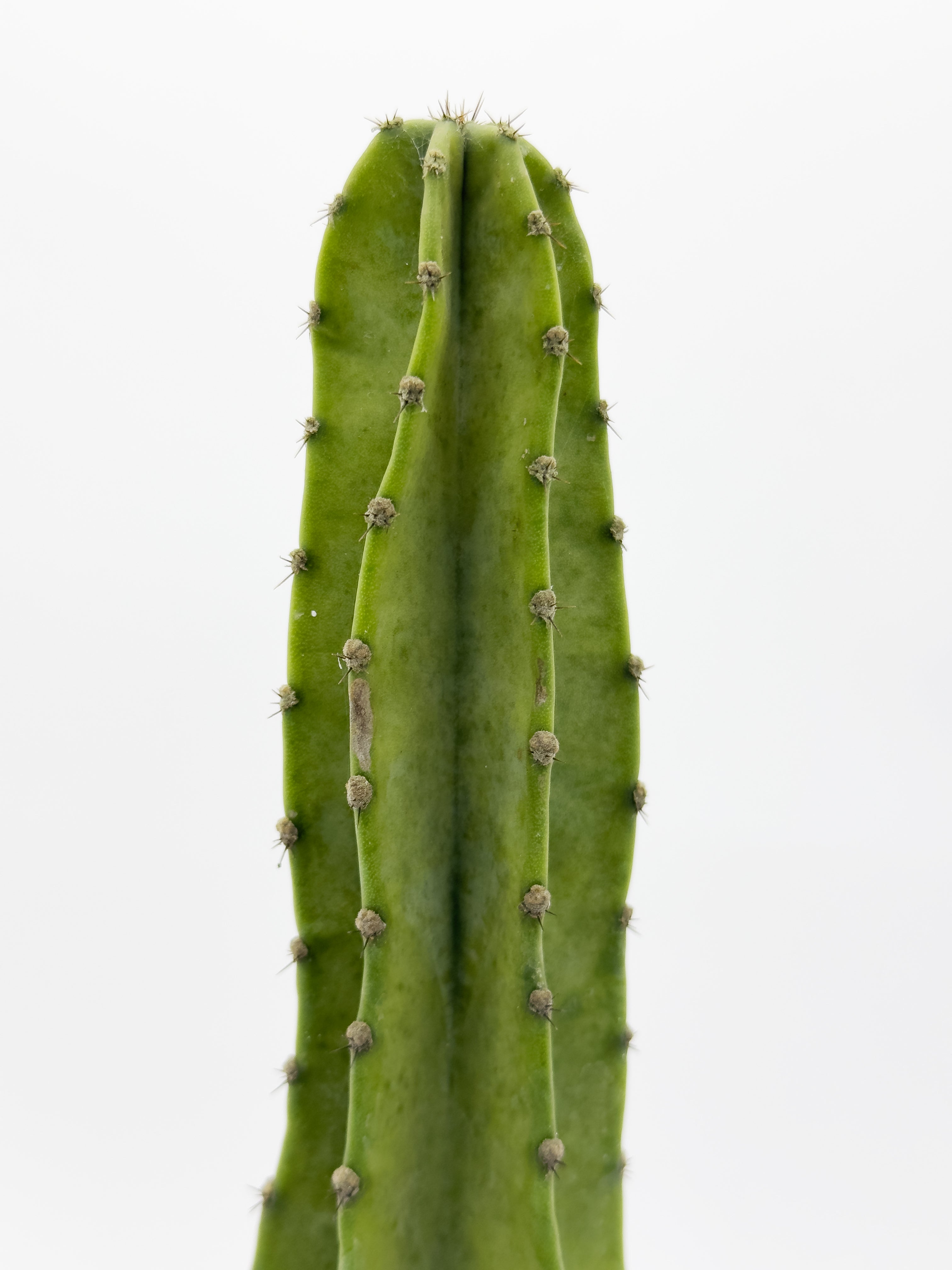 Cactus 1ft