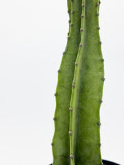 Cactus 1ft