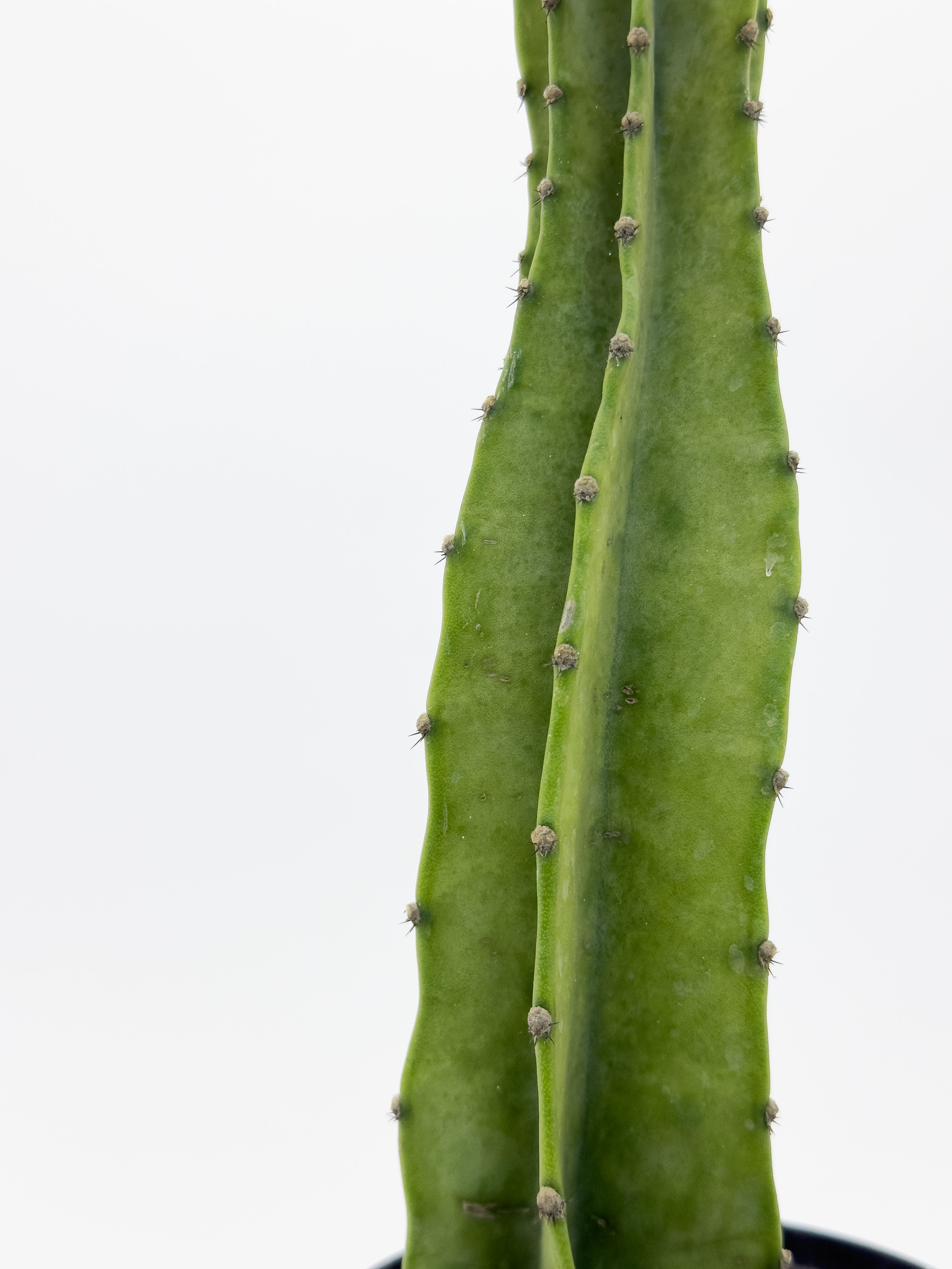 Cactus 1ft