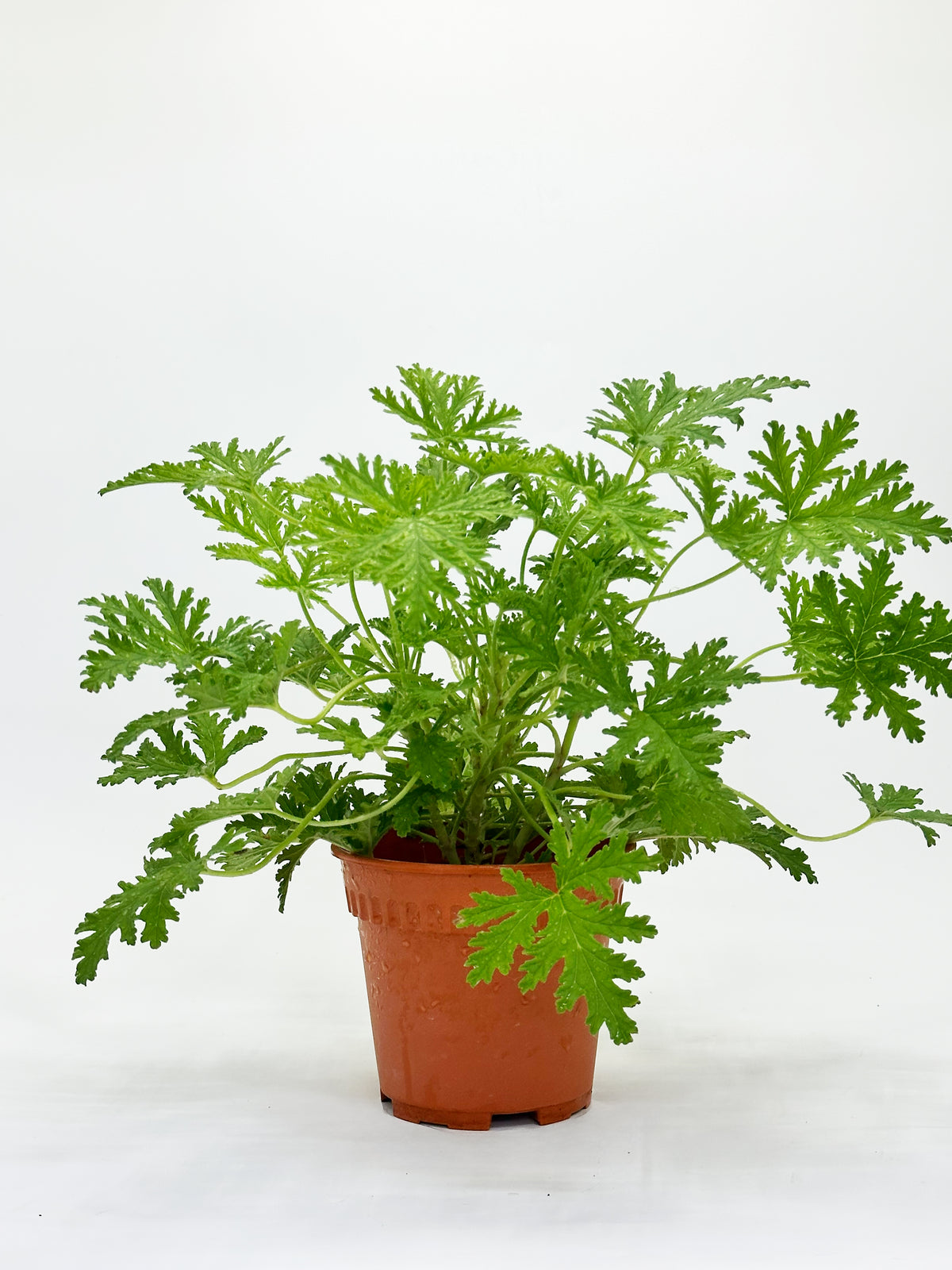 Citronella