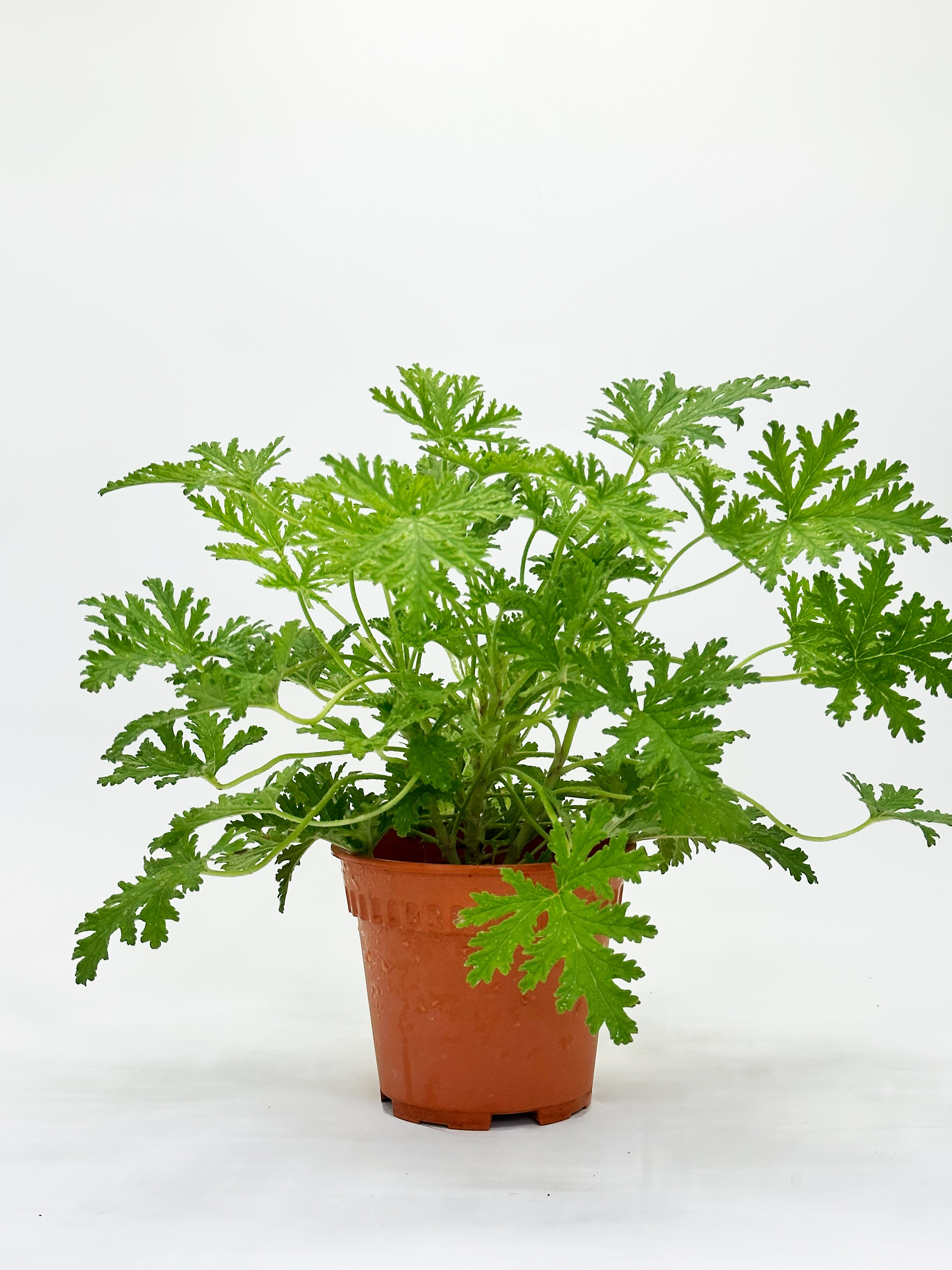 Citronella