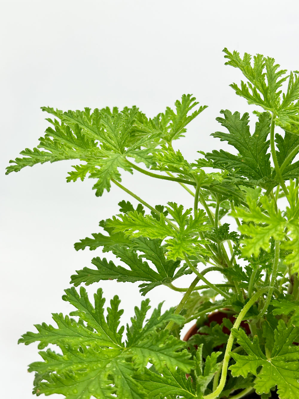 Citronella