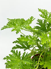 Citronella