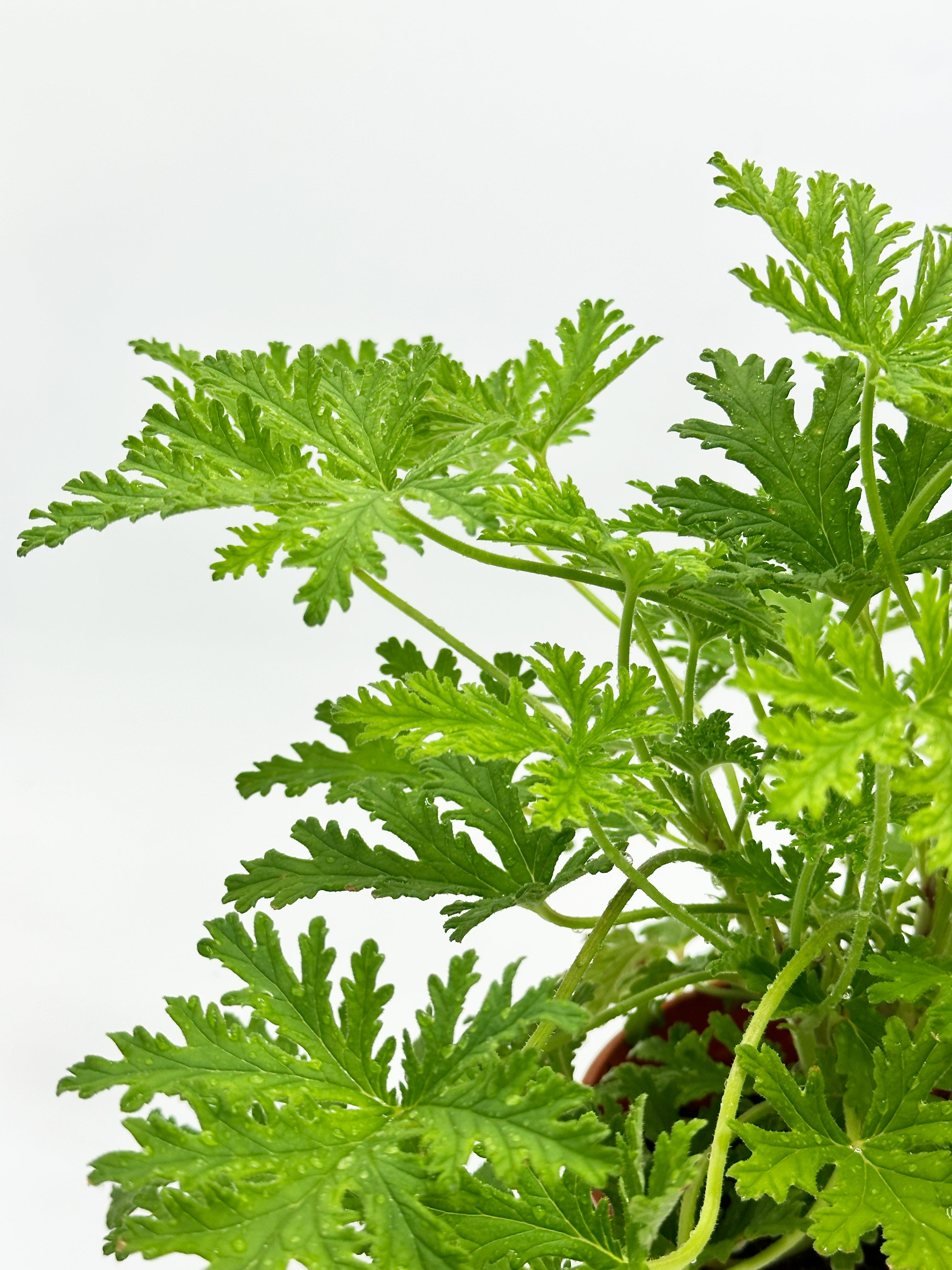 Citronella