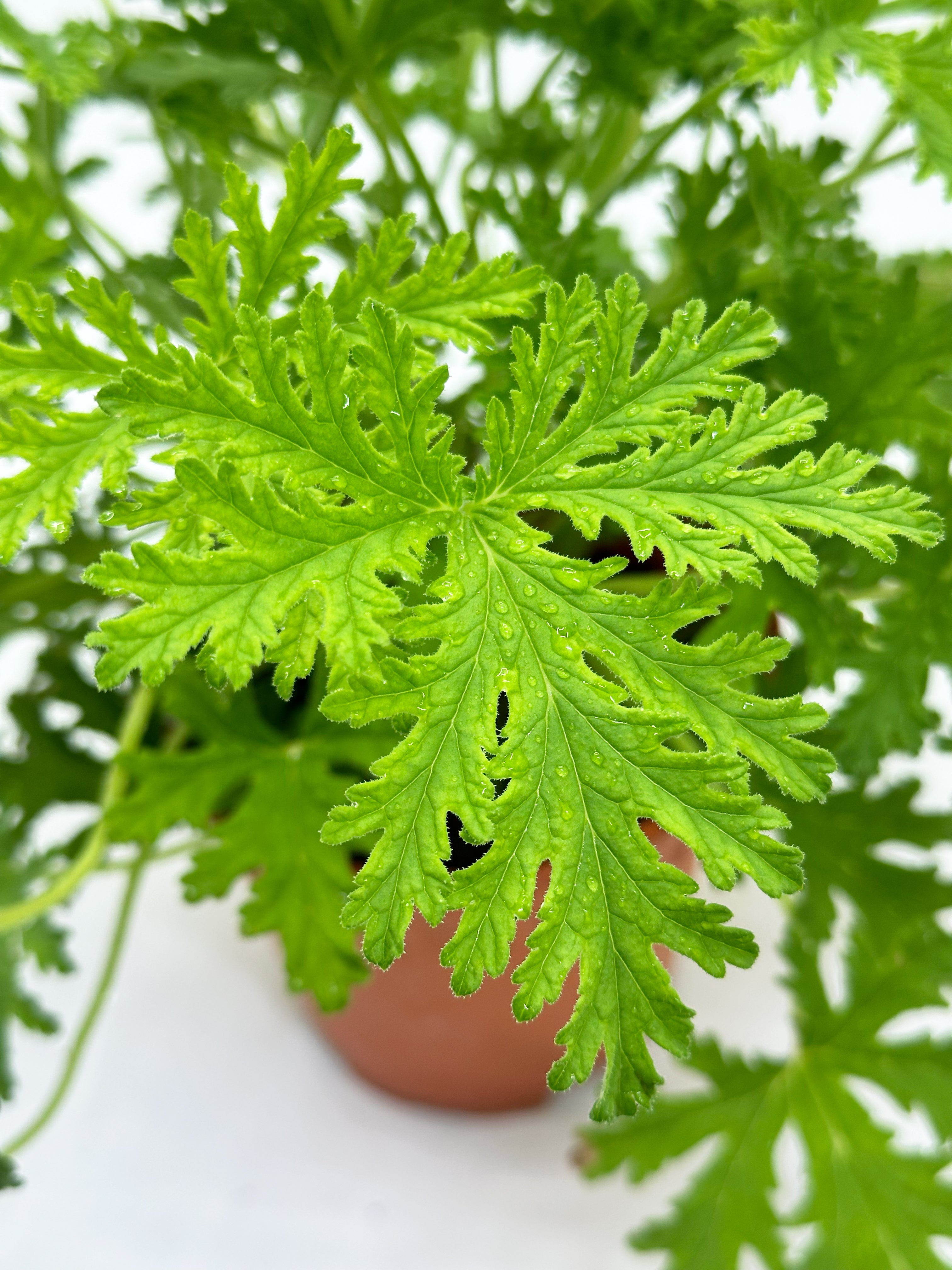 Citronella