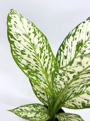 Dieffenbachia Snow Storm